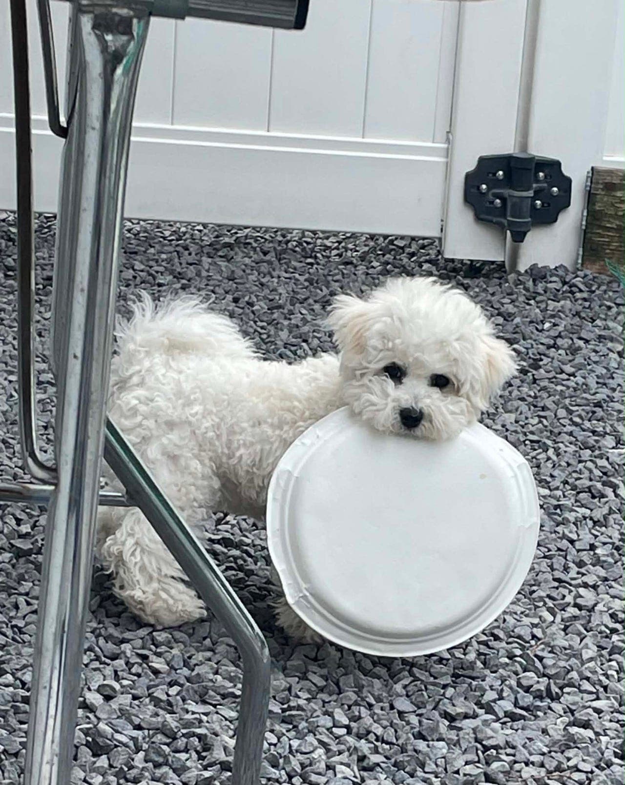 Tiril - Bichon Frise’ tispevalp
