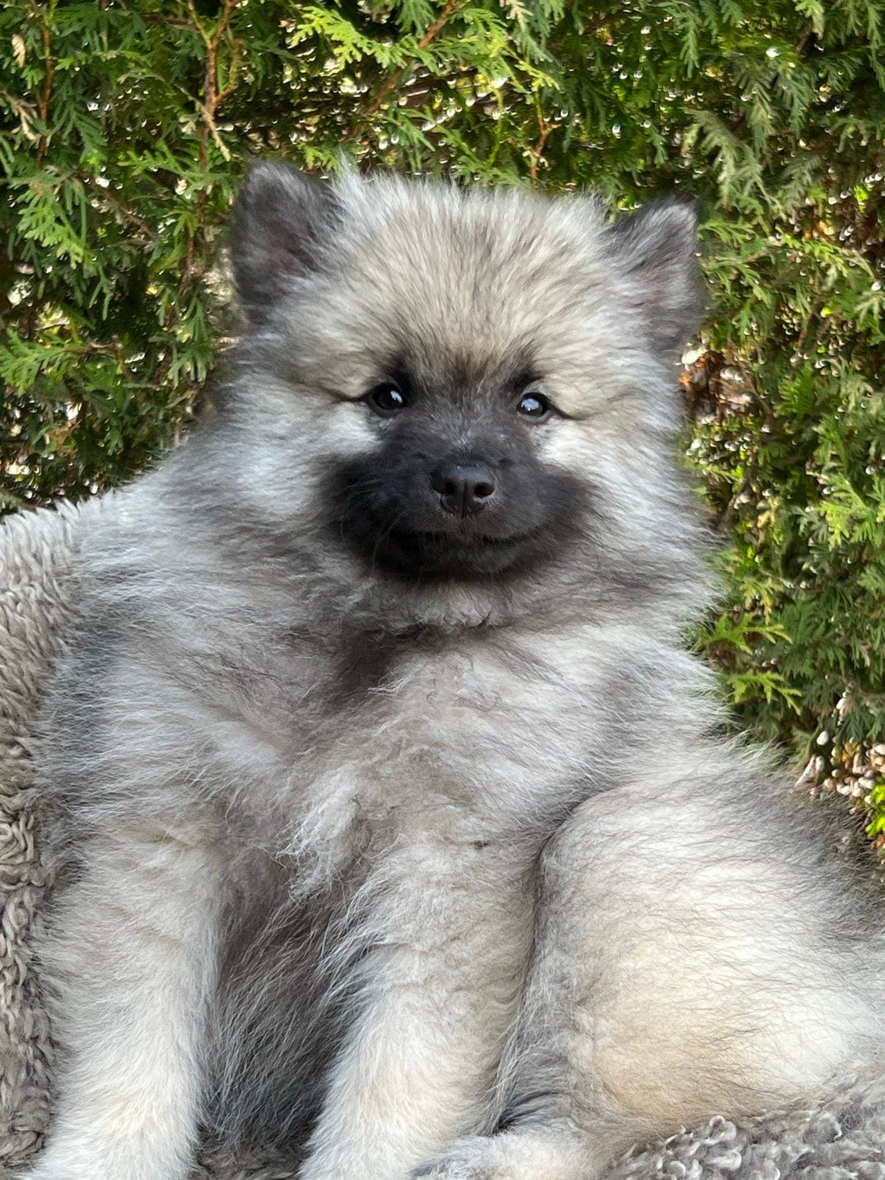 Keeshond valper