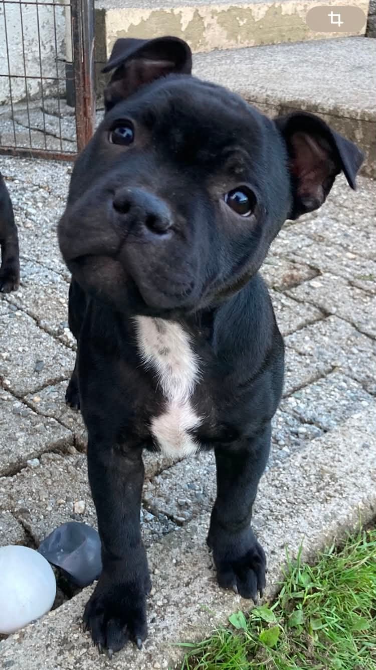 Leveringsklar Staffordshire bull terrier gutt selges