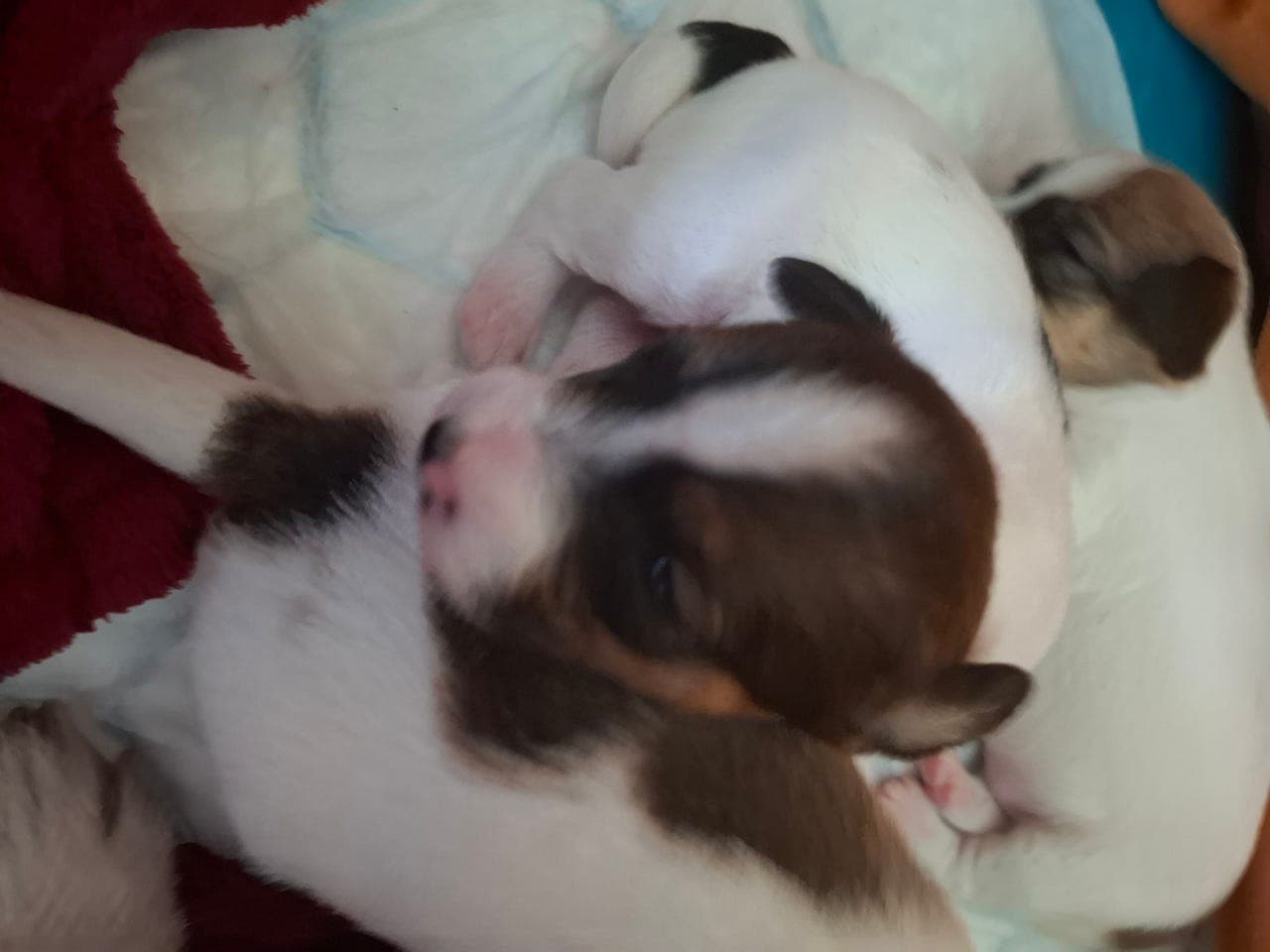 Jack Russel valper selges