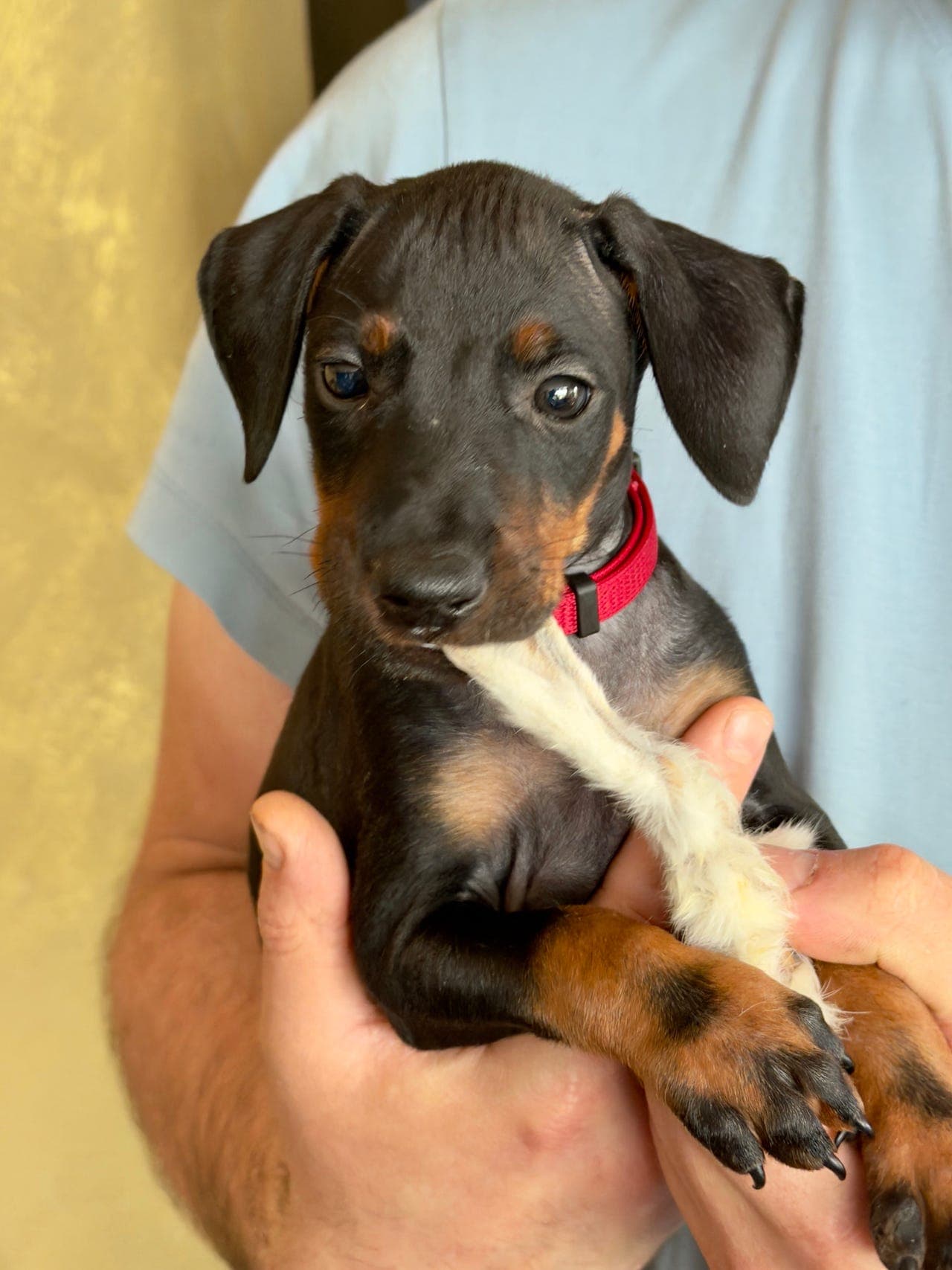 Manchester Terrier valper – trygge, sosiale og kjærlige familiemedlemmer