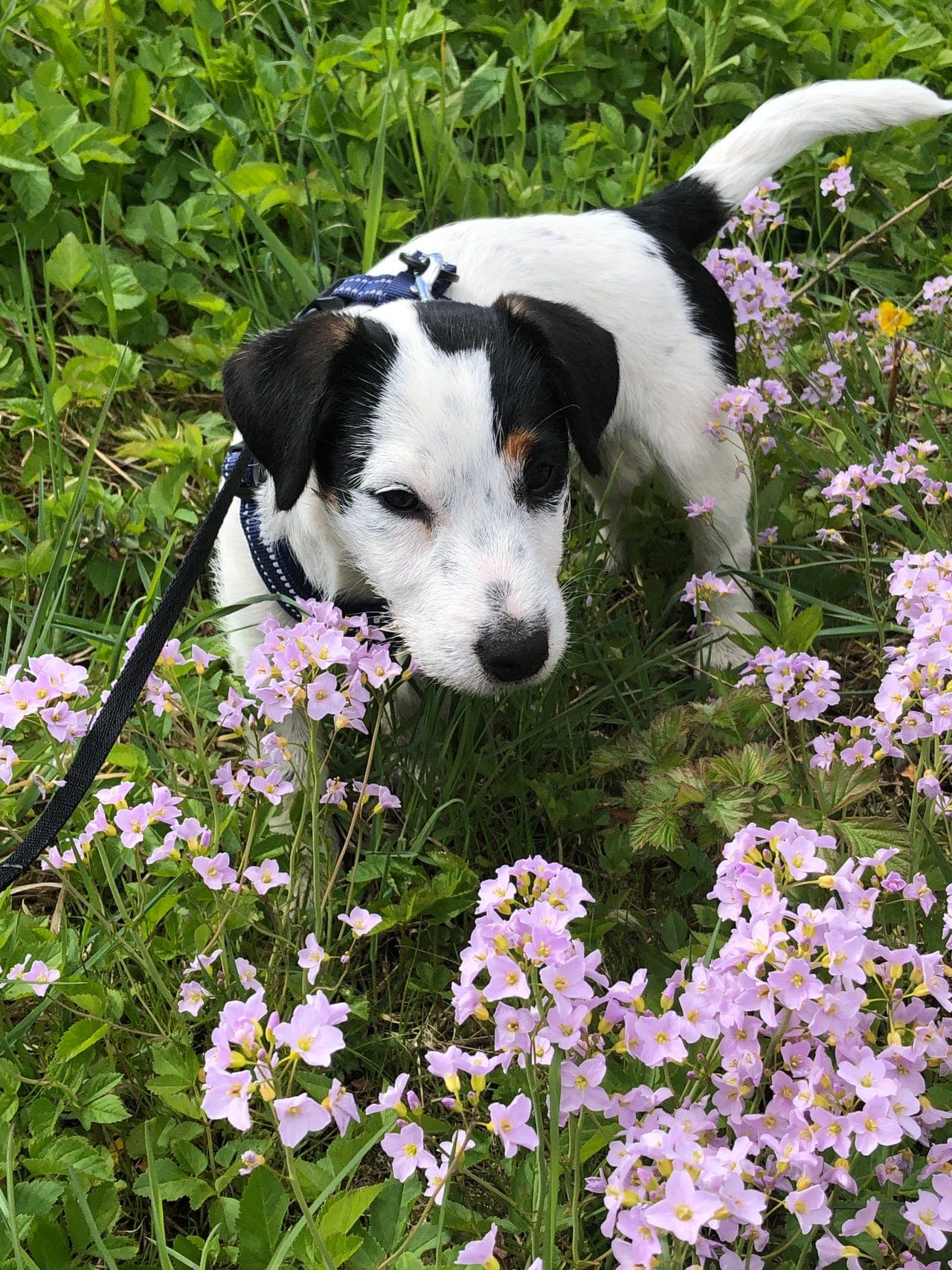 Jack Russell terrier 7 mnd vurderes solgt