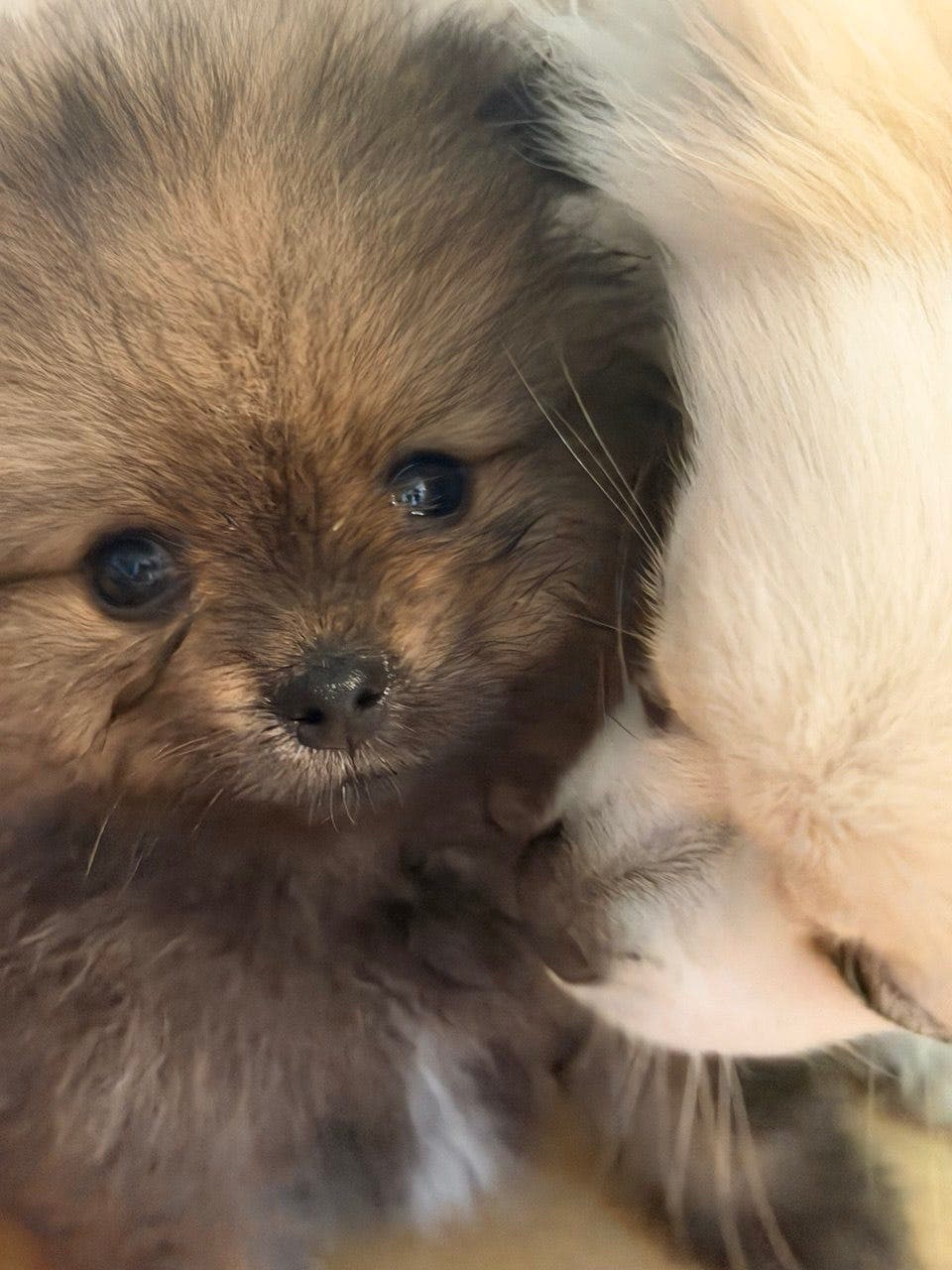Hunder Pomeranian-valpar