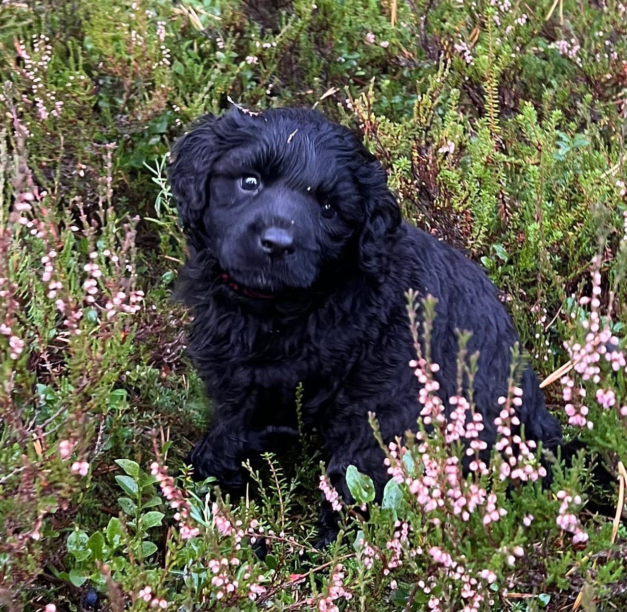 Portugisisk vannhund valper