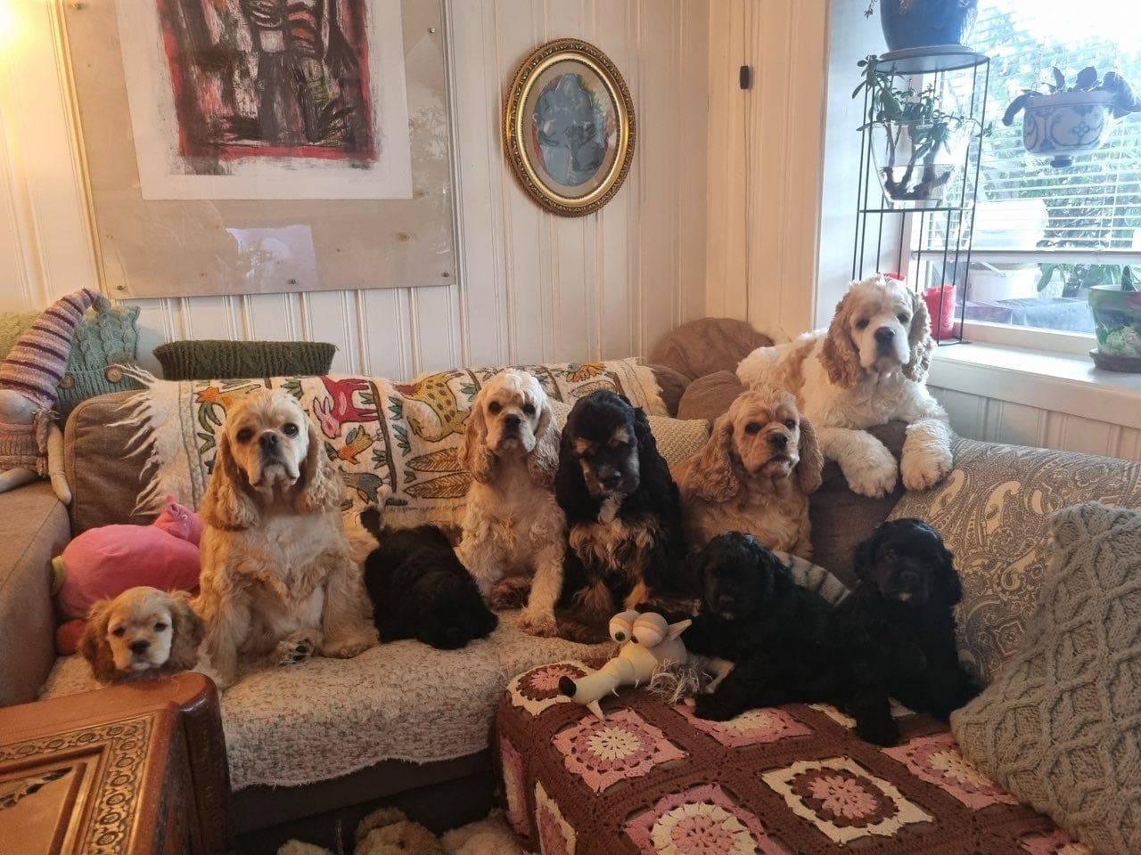 American Cocker Spaniel valper