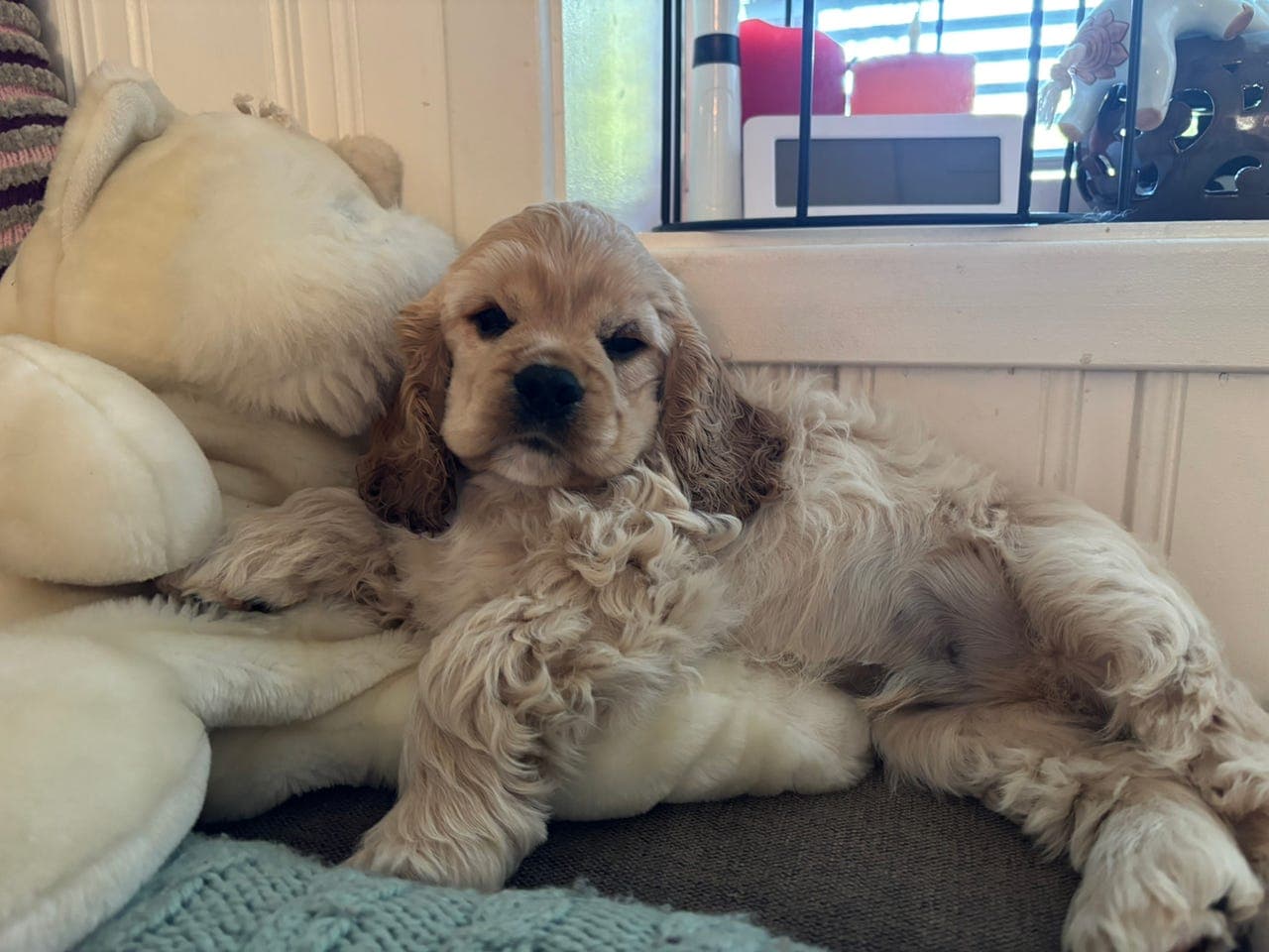 American Cocker Spaniel