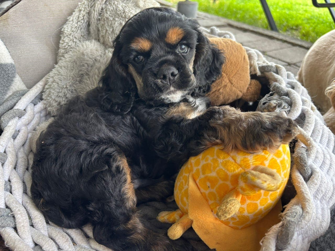 American Cocker Spaniel