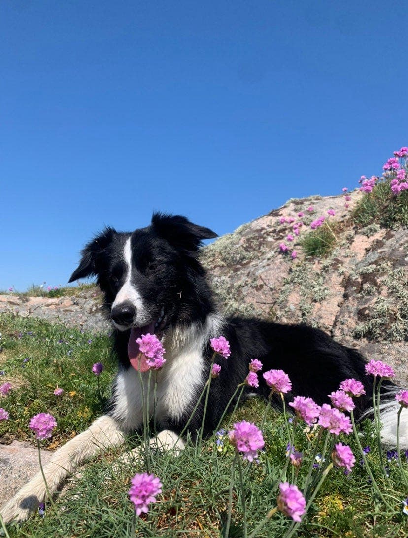 Søker fôrhjem/avlastningshjem for fantastisk border collie i ett år 🐾