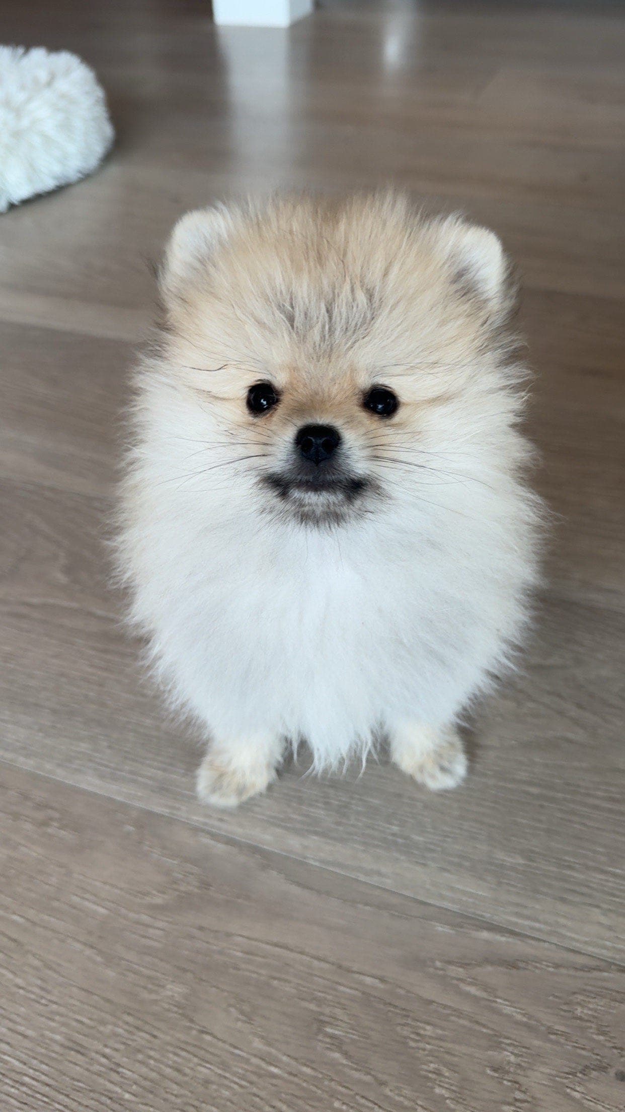 NKK registrert Pomeranian tispe vurderes solgt