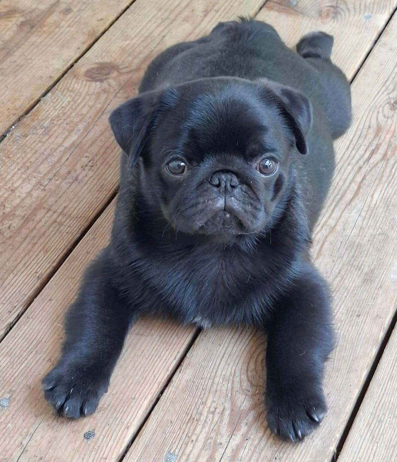 Mops valper søker sine aller beste hjem!