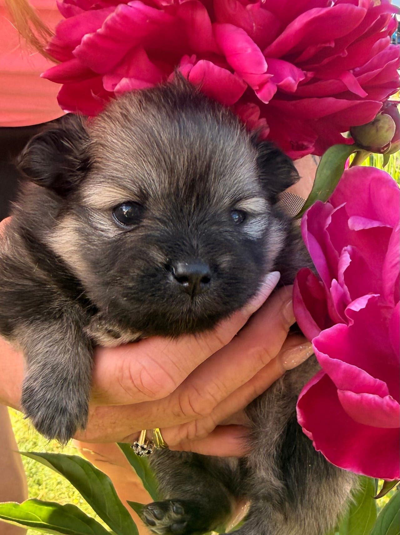 Pomeranian tispe og gutt