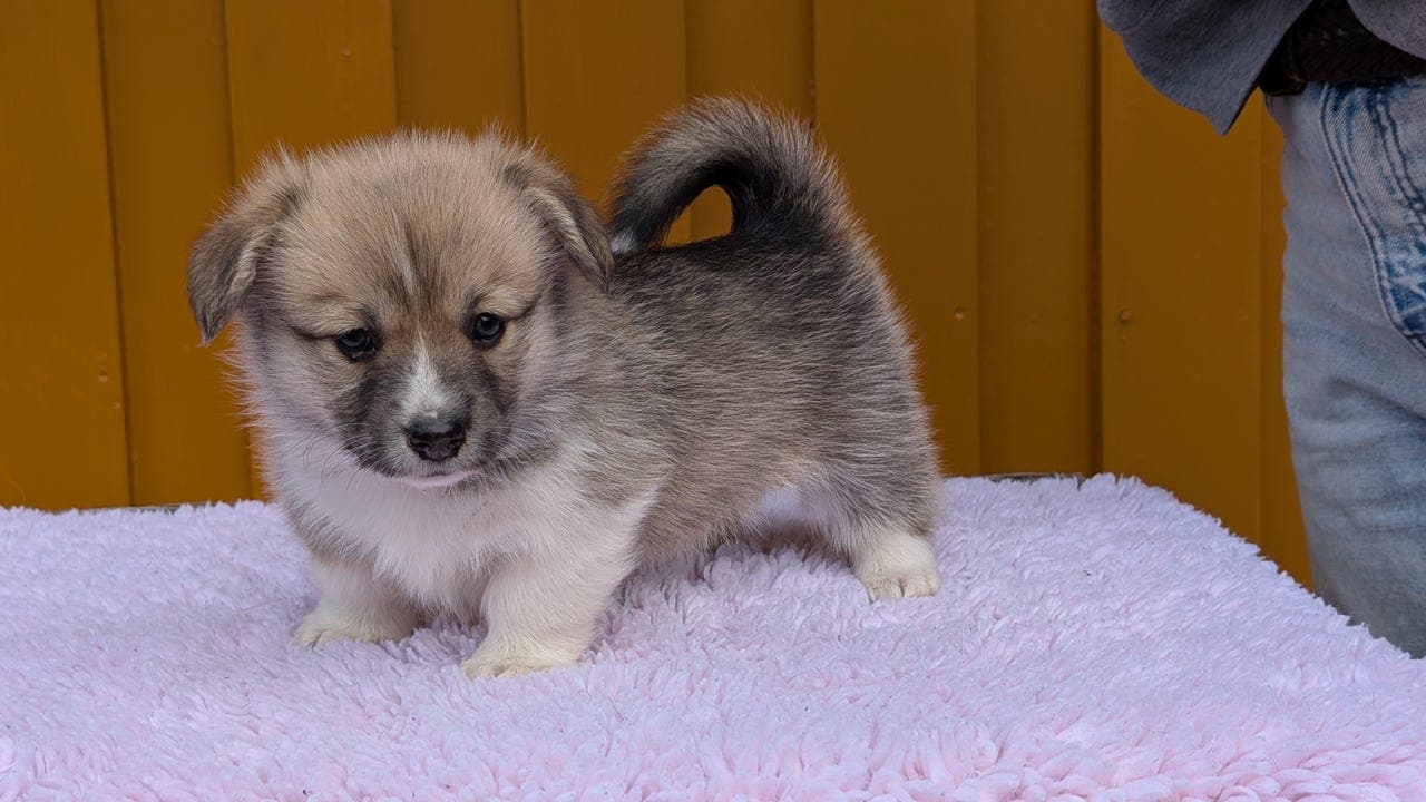 Nydelige Welsh corgi Pembroke valper