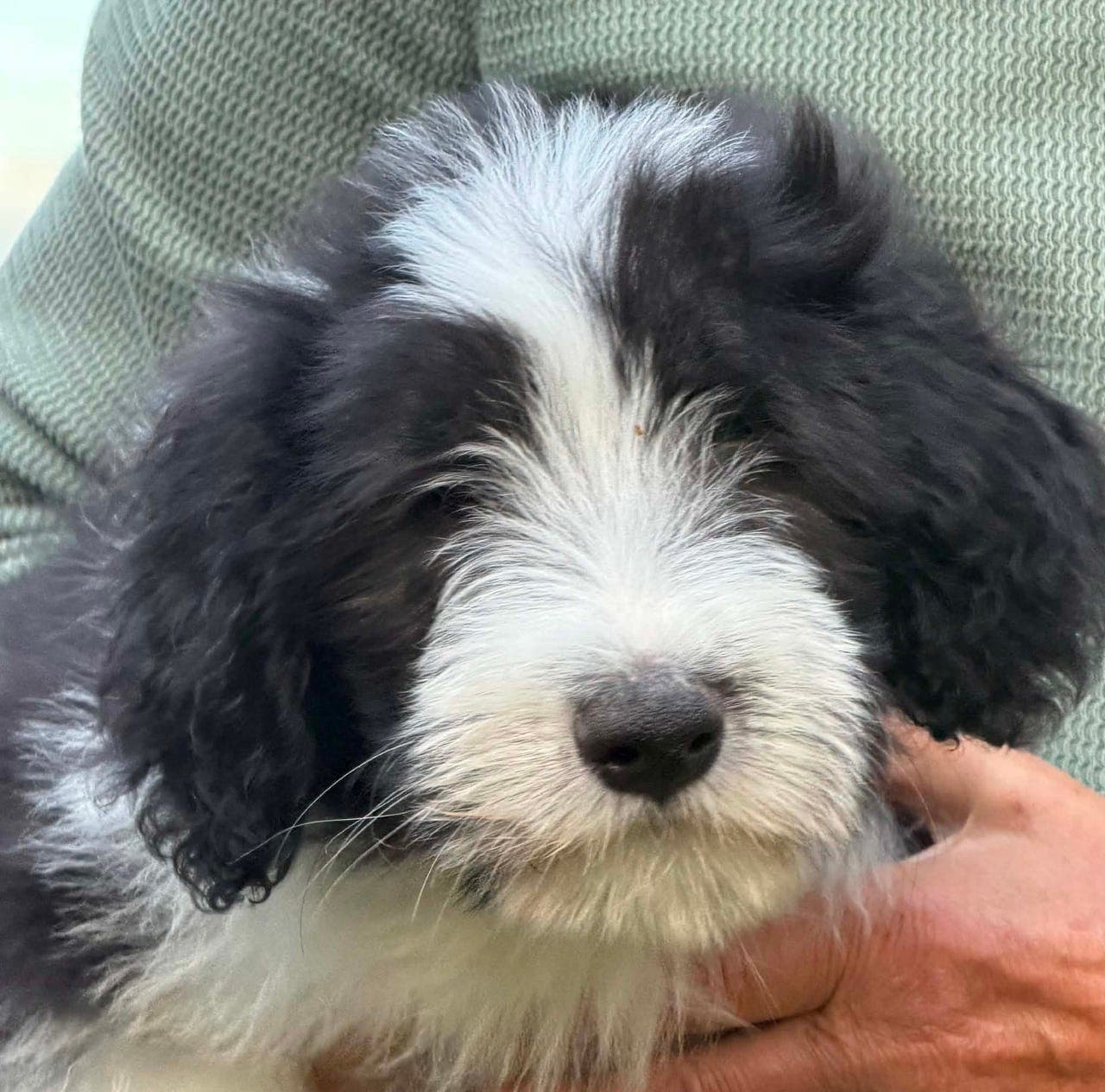 BEARDED COLLIE VALPER