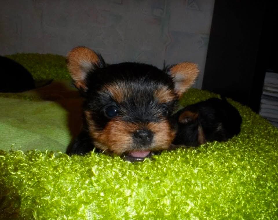 Yorkshire terrier