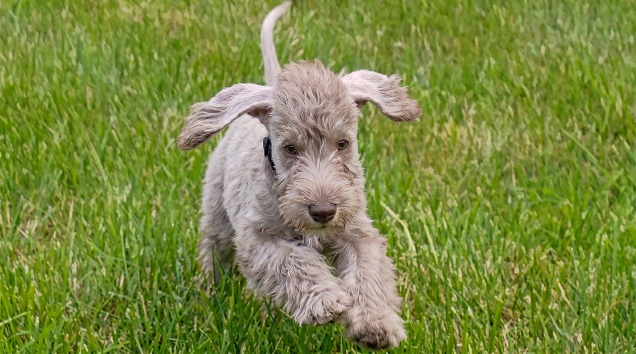 Bedlington terrier valp