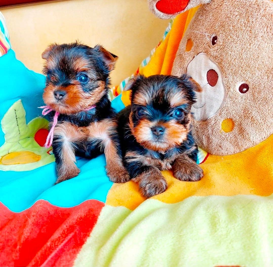 Renraset Yorkshire Terrier Valper