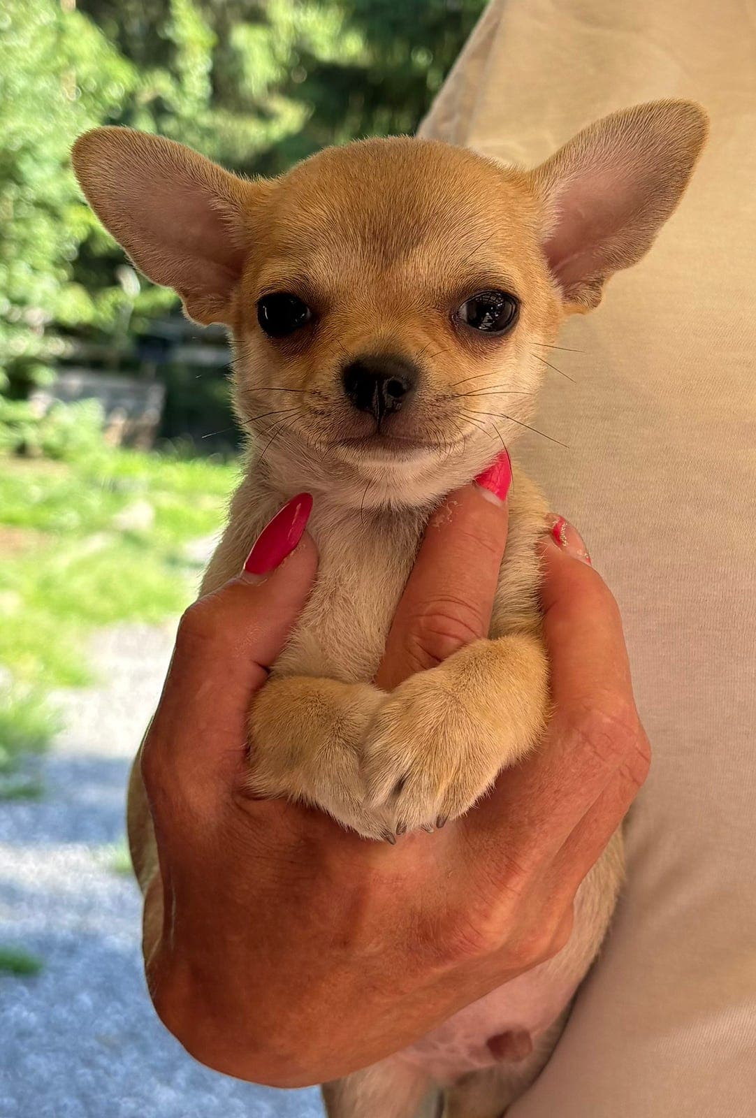 Vakre Chihuahua  ❤️