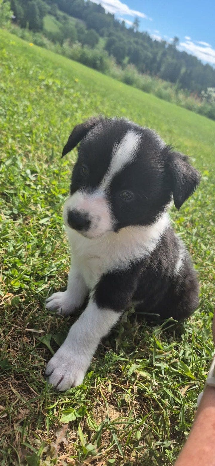 Border collie valper