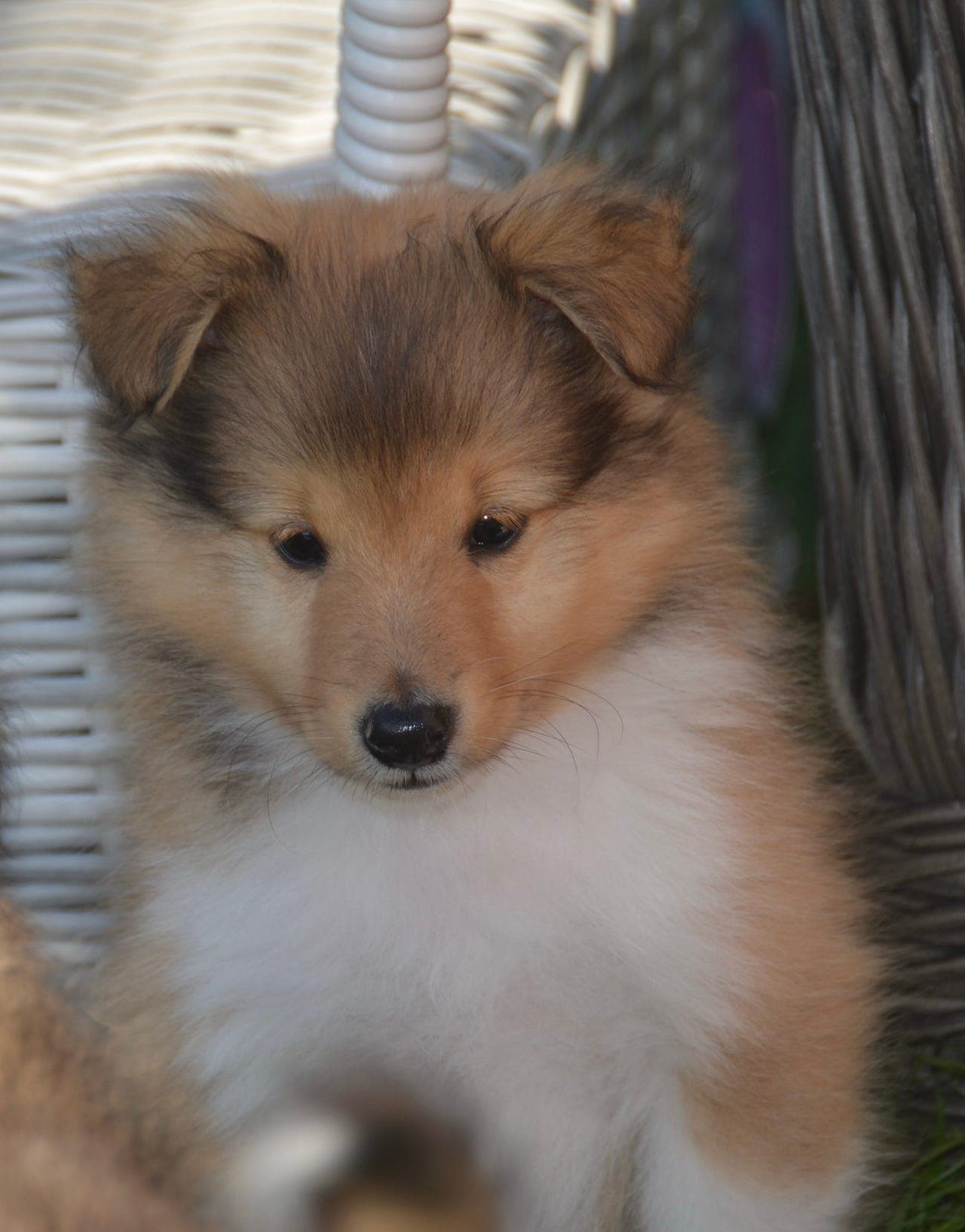 Shetland sheepdog