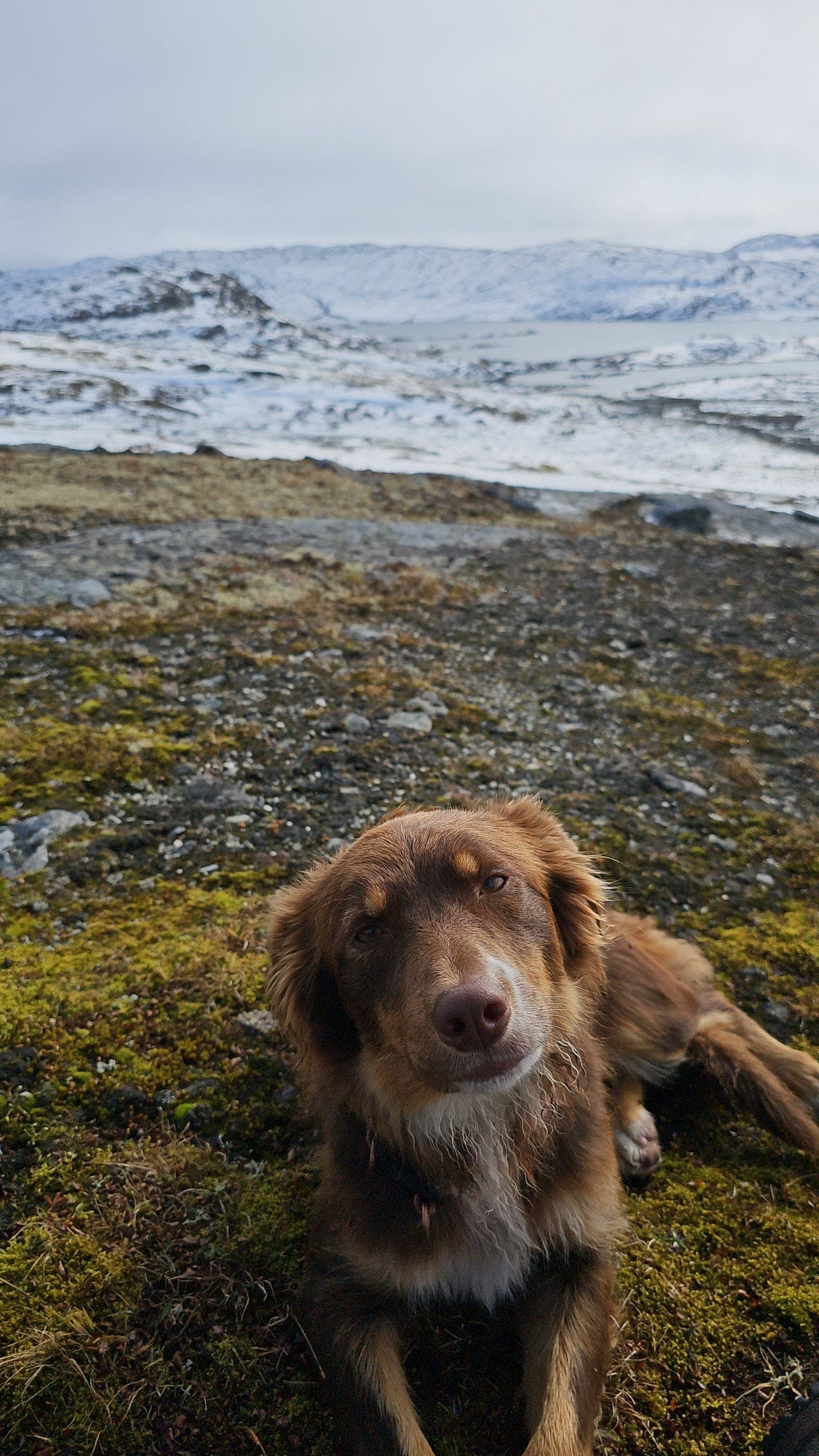 Nydelig, lydig, brun Border Collie (tispe 4 år) til salgs