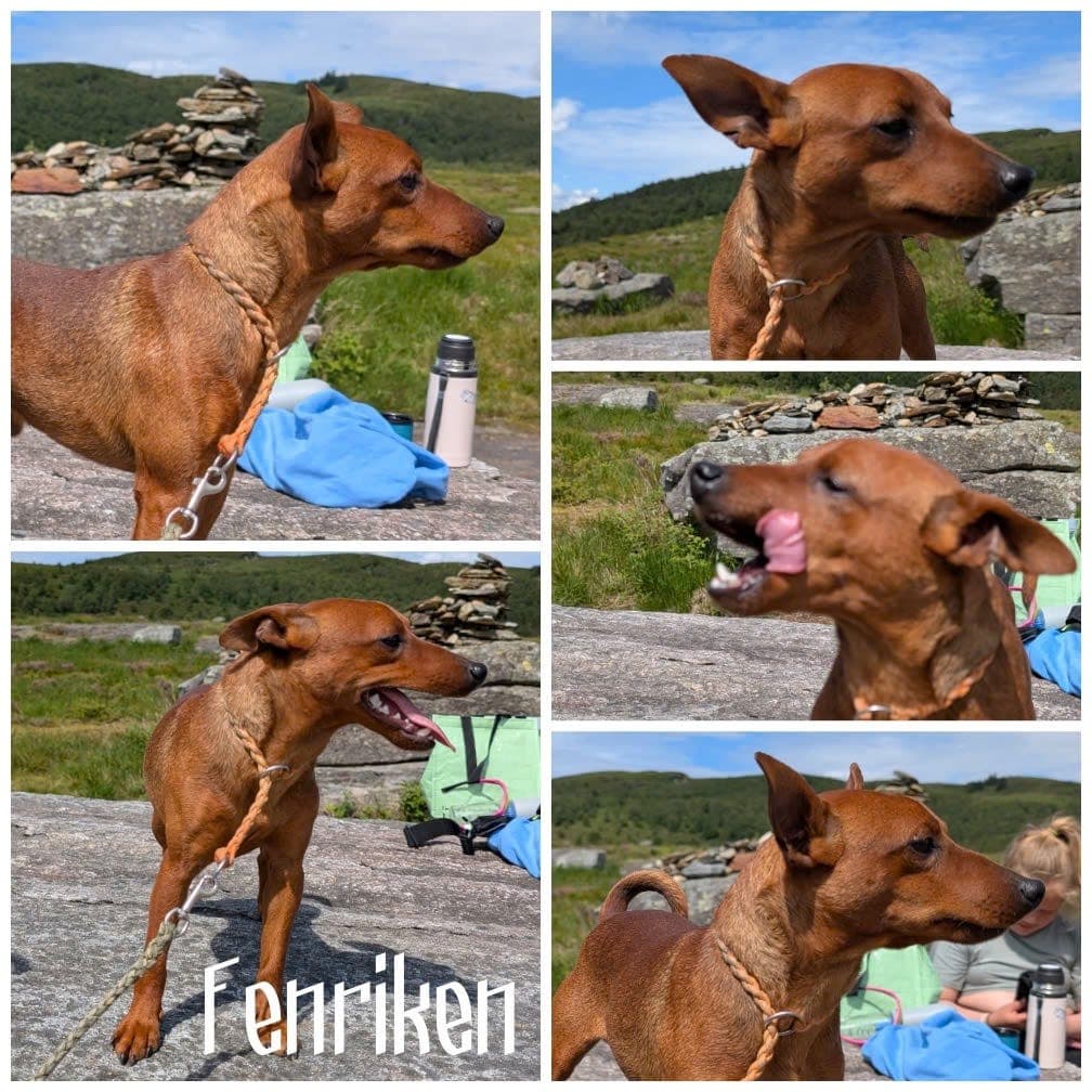 💛🧡⭐💫 Dvergpinscher - selges til halvpris