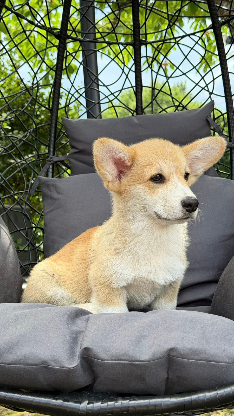 WELSH CORGI PEMBROKE