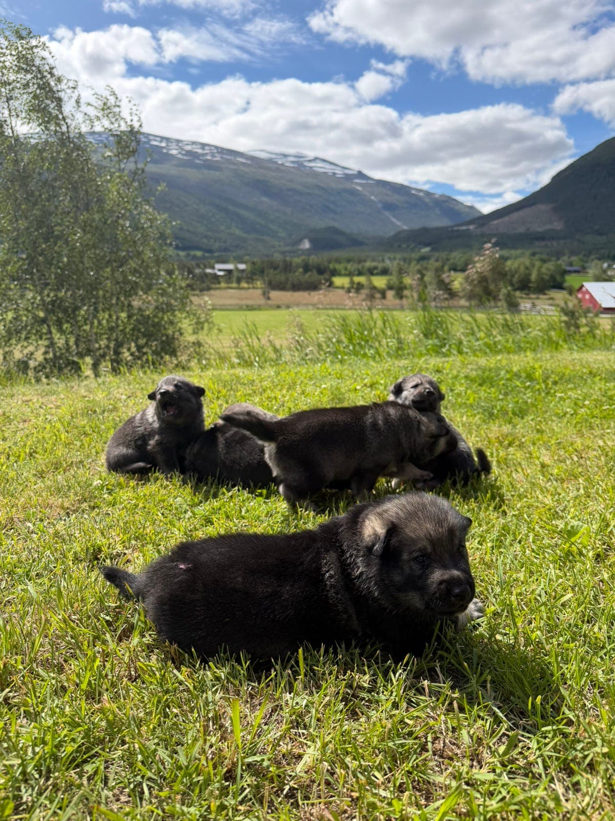 Jämthund valper