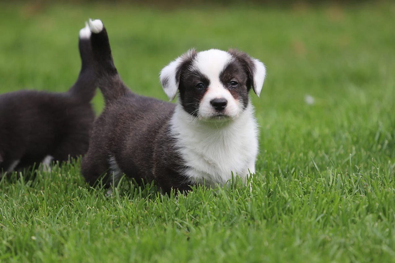 Welsh Corgi Cardigan valper
