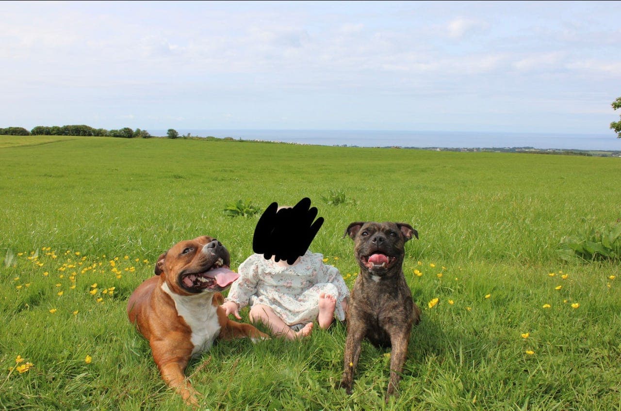 To fantastiske Staffordshire Bull Terriere søker sitt siste hjem ❤️