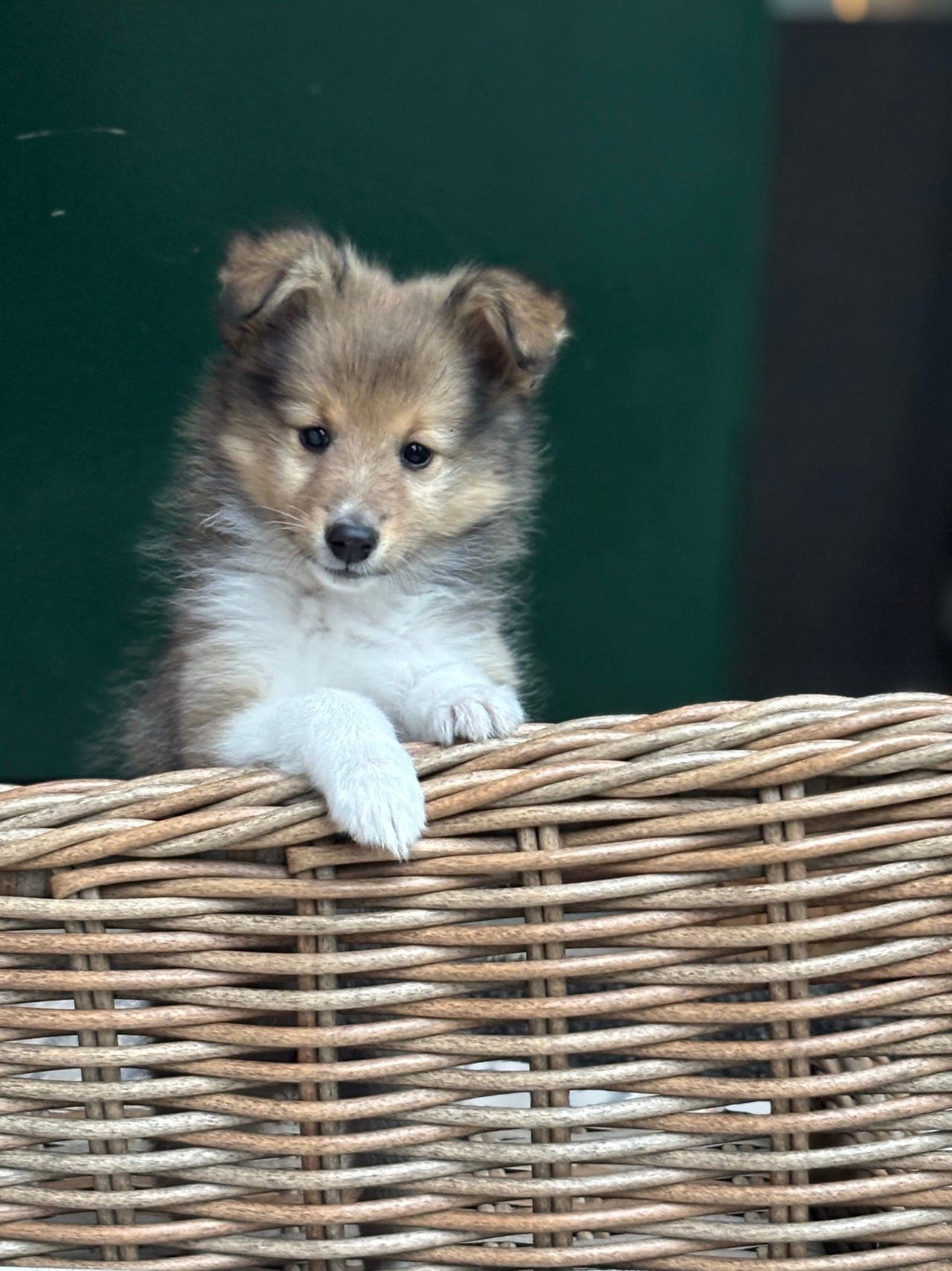 Shetland sheepdog