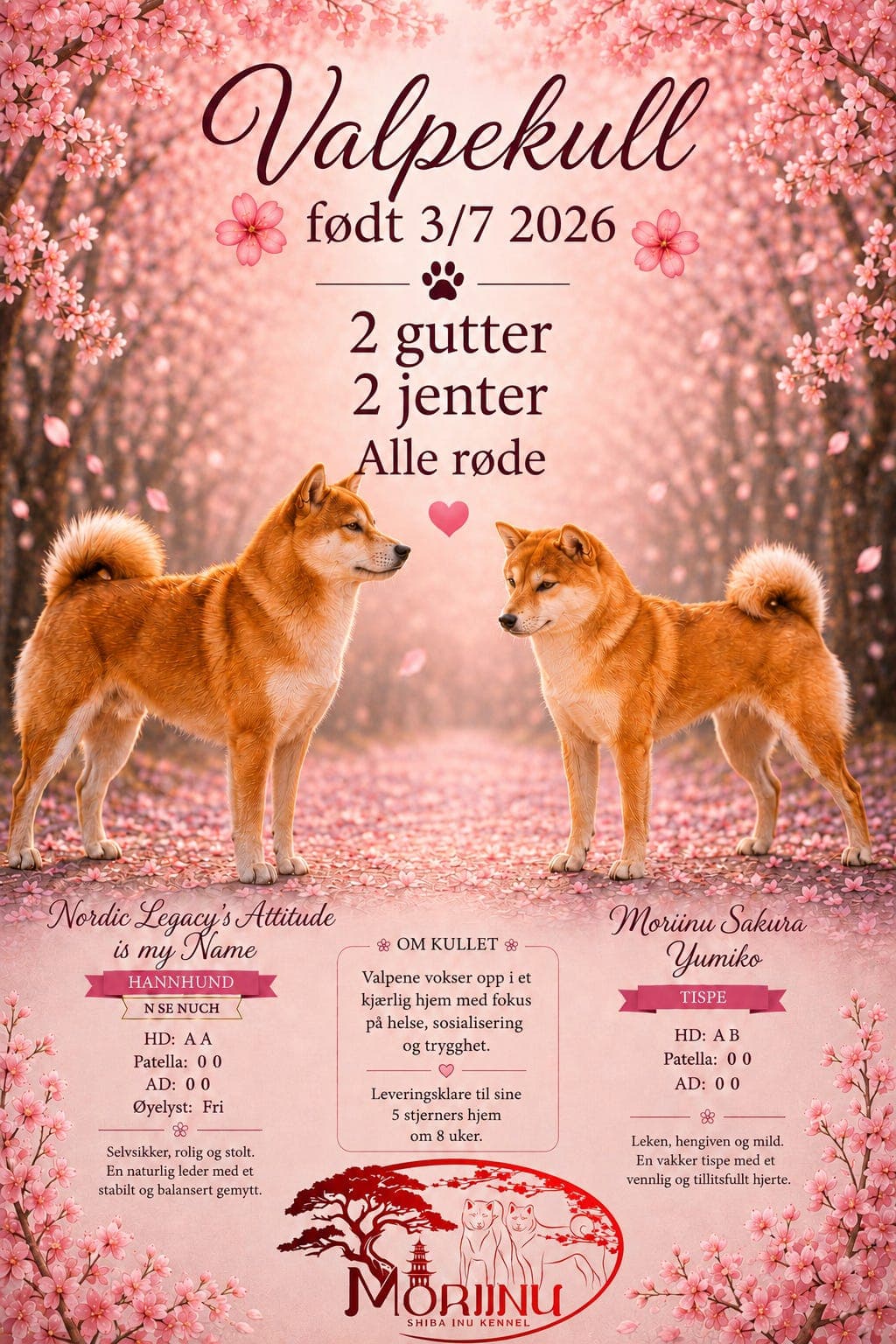Shiba inu valper selges