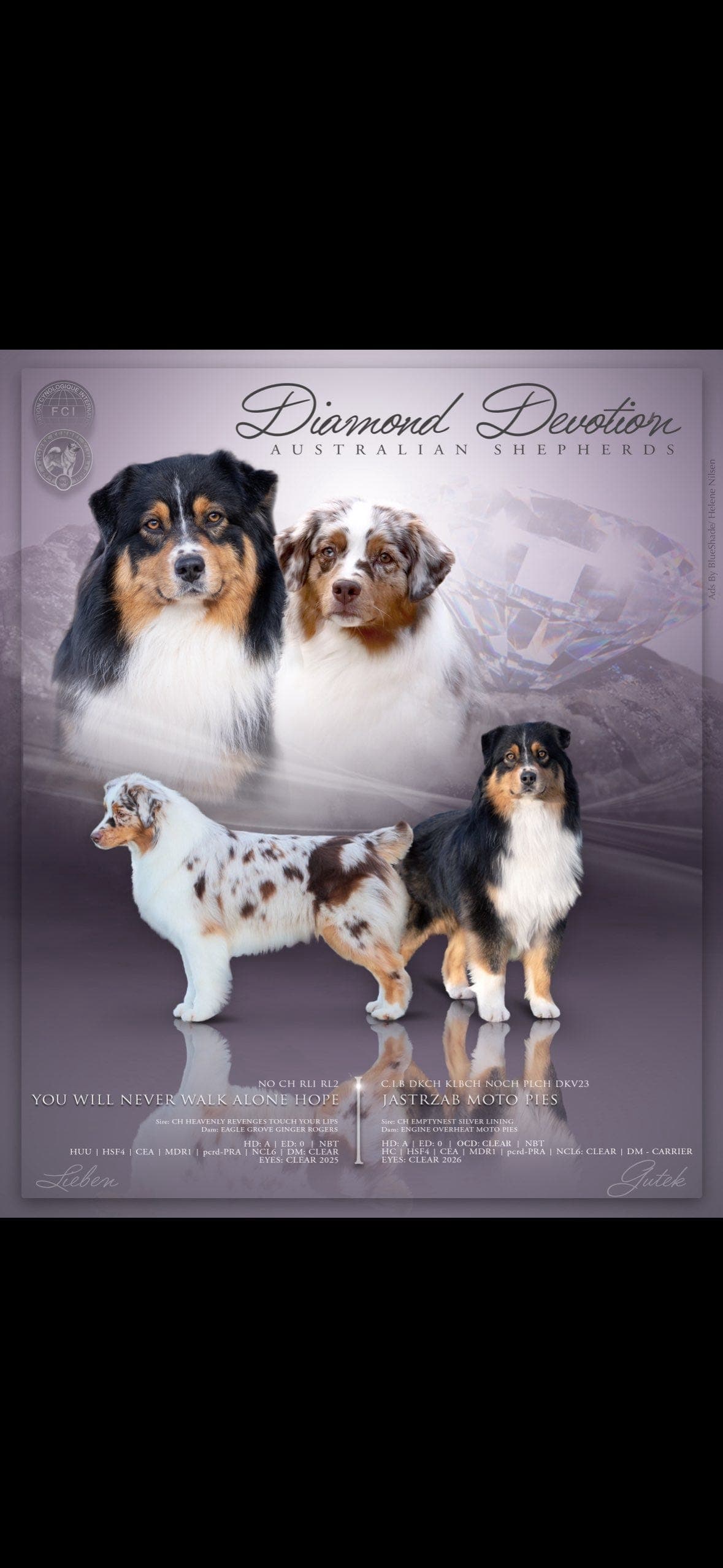Australian Shepherd valper