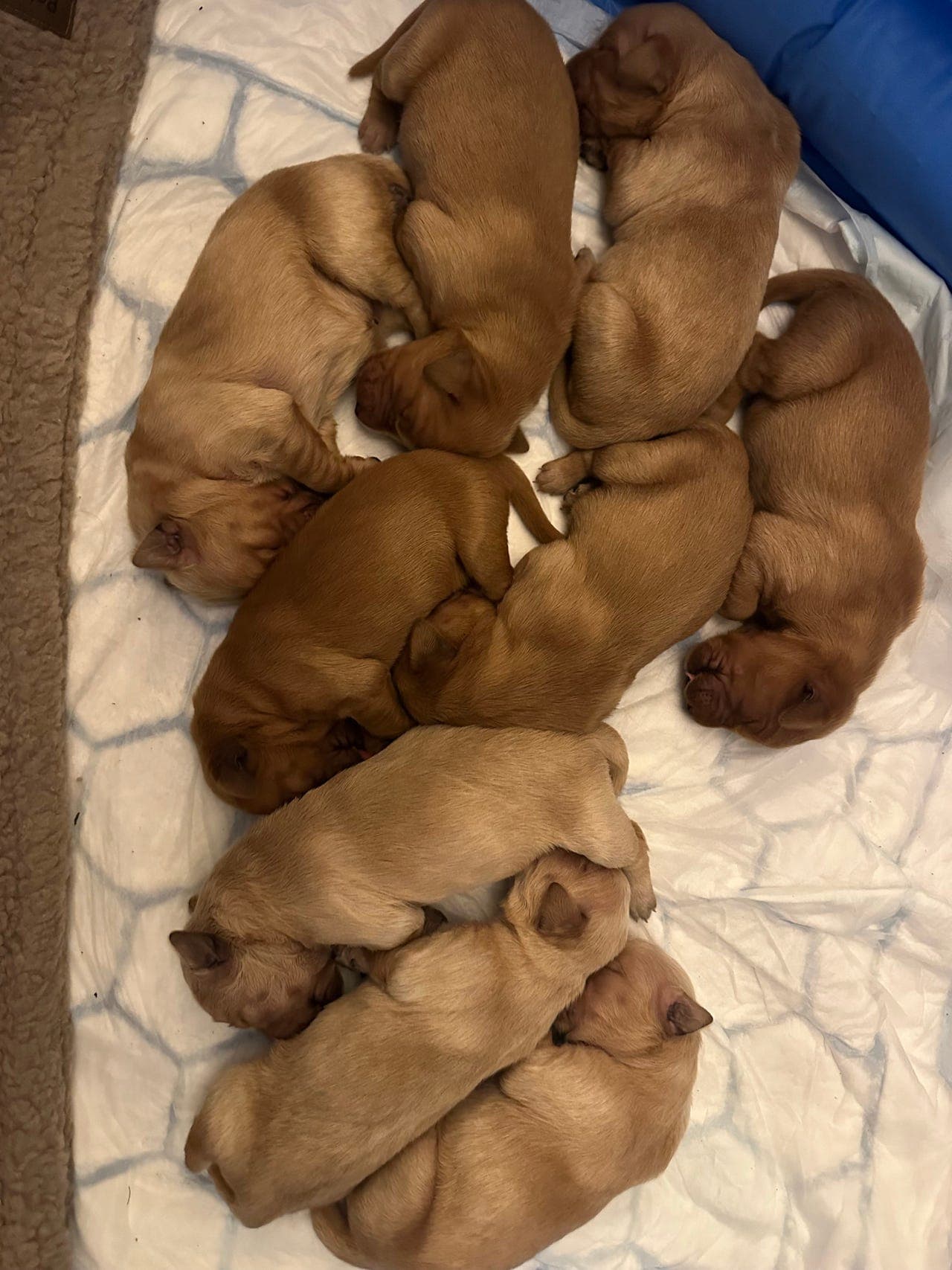 Golden Retriever valper