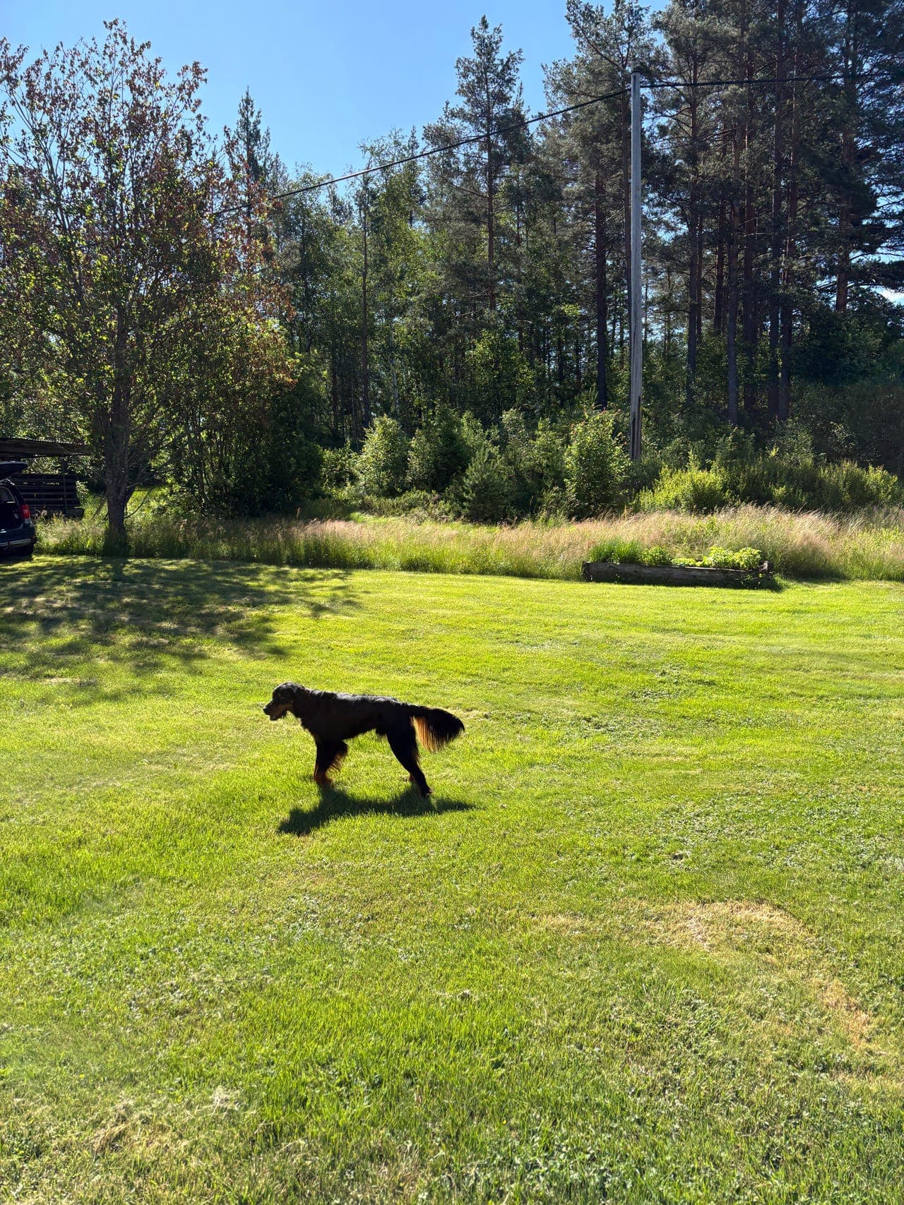 Gordonsetter hanhund  18 mnd. premiert