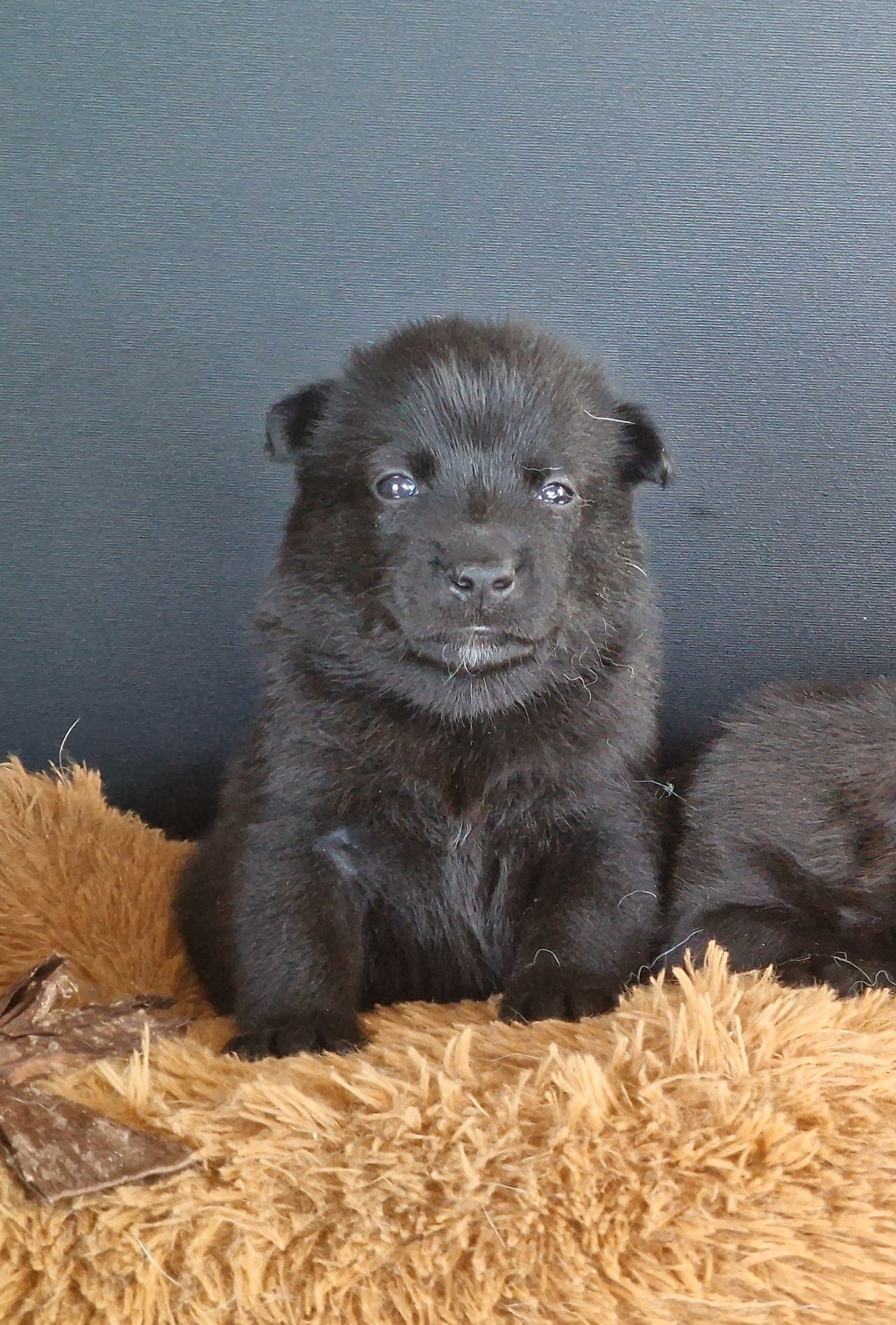 Norsk buhund/buhund