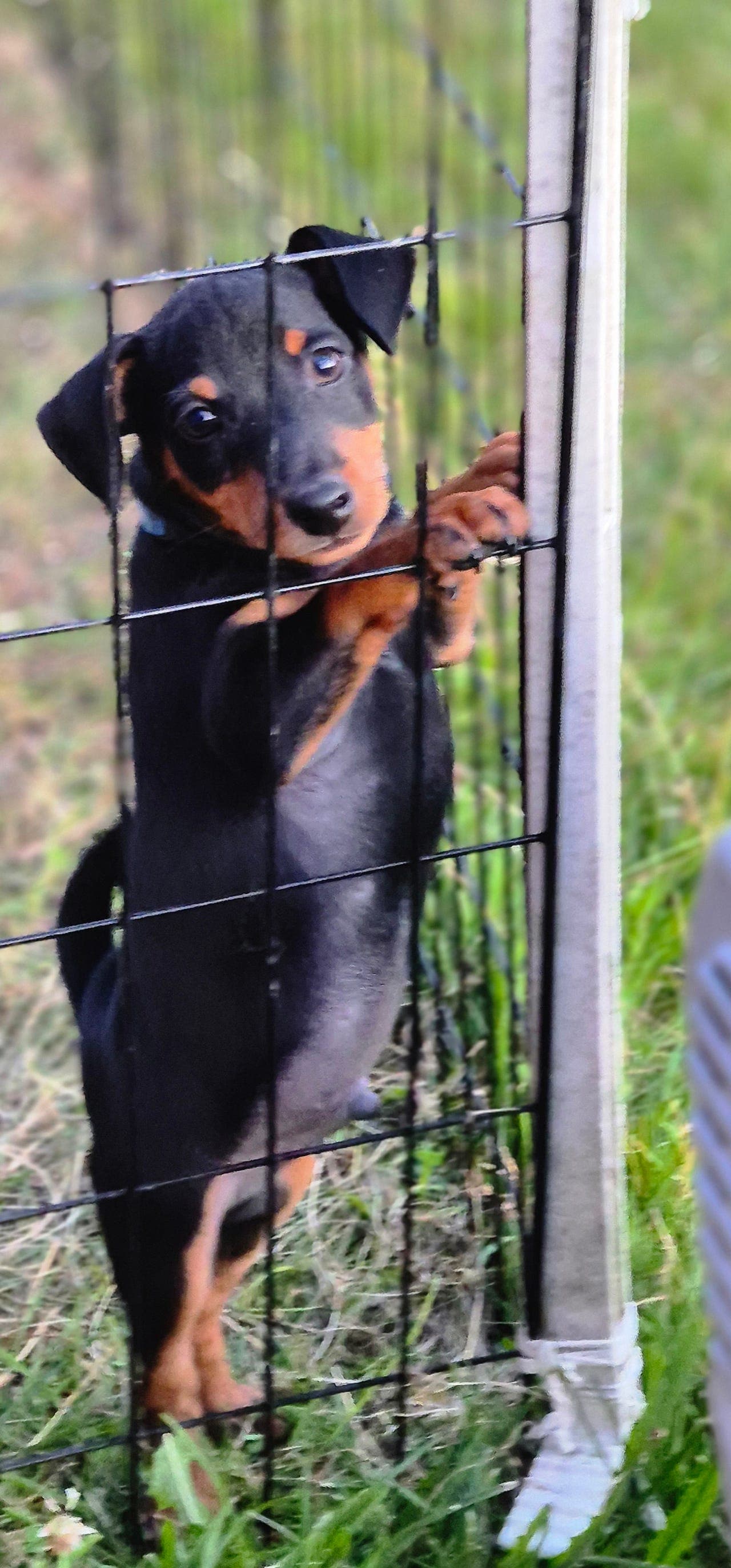 Dvergpinscher