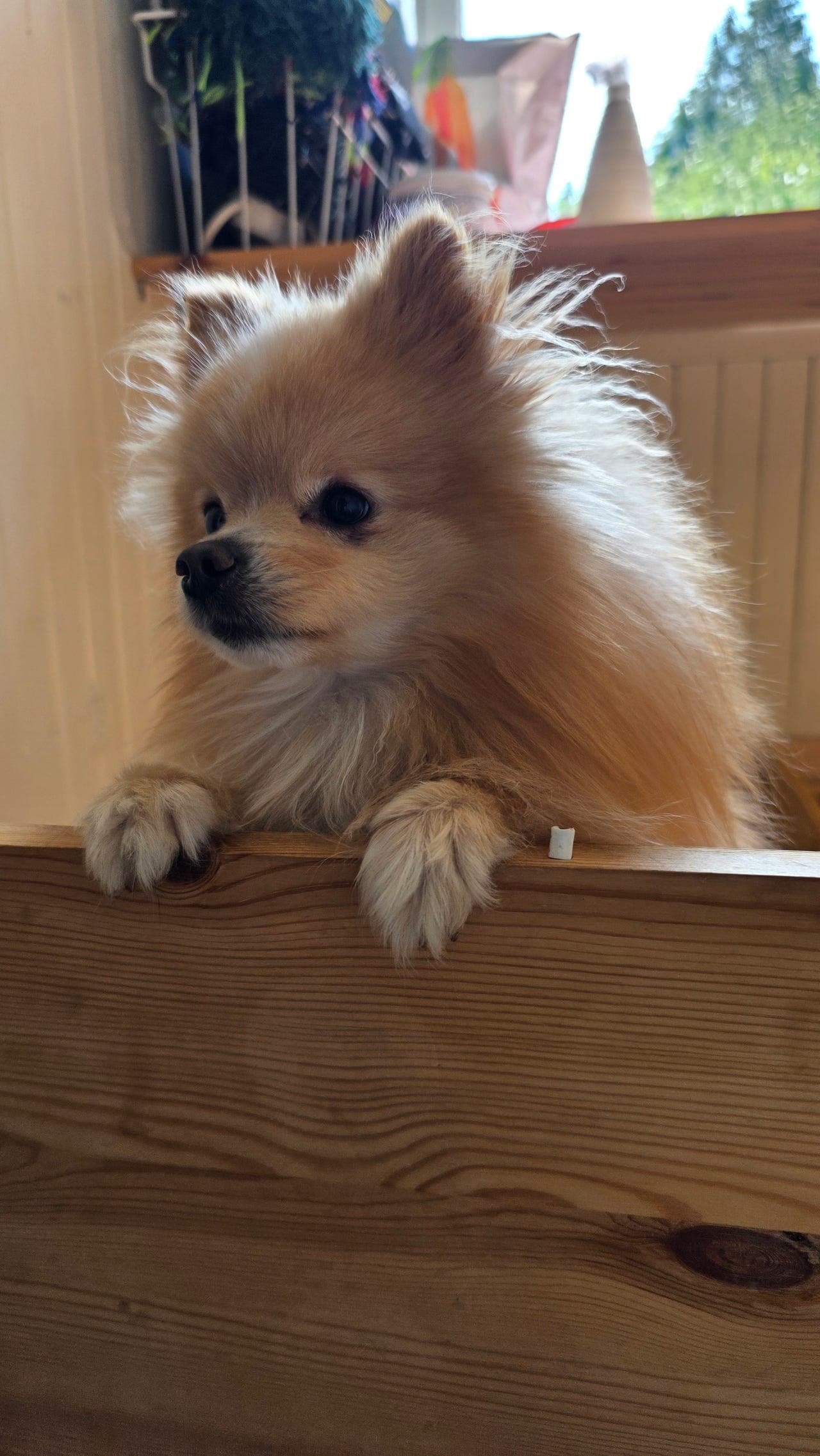 Verdens snilleste Pomeranian hann