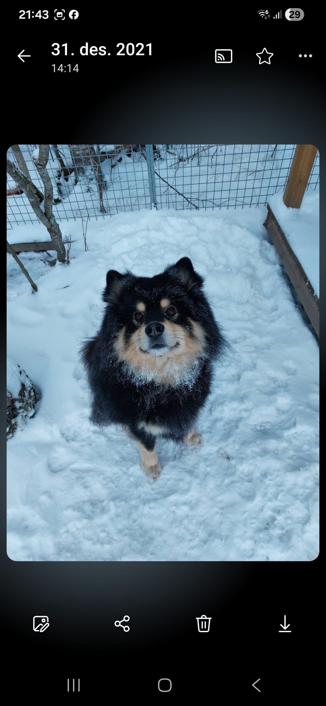 Finsk lapphund, hannhund