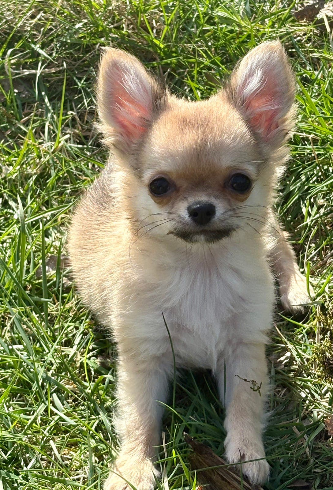 Lovende langhåret chihuahua gutt med stamtavle selges