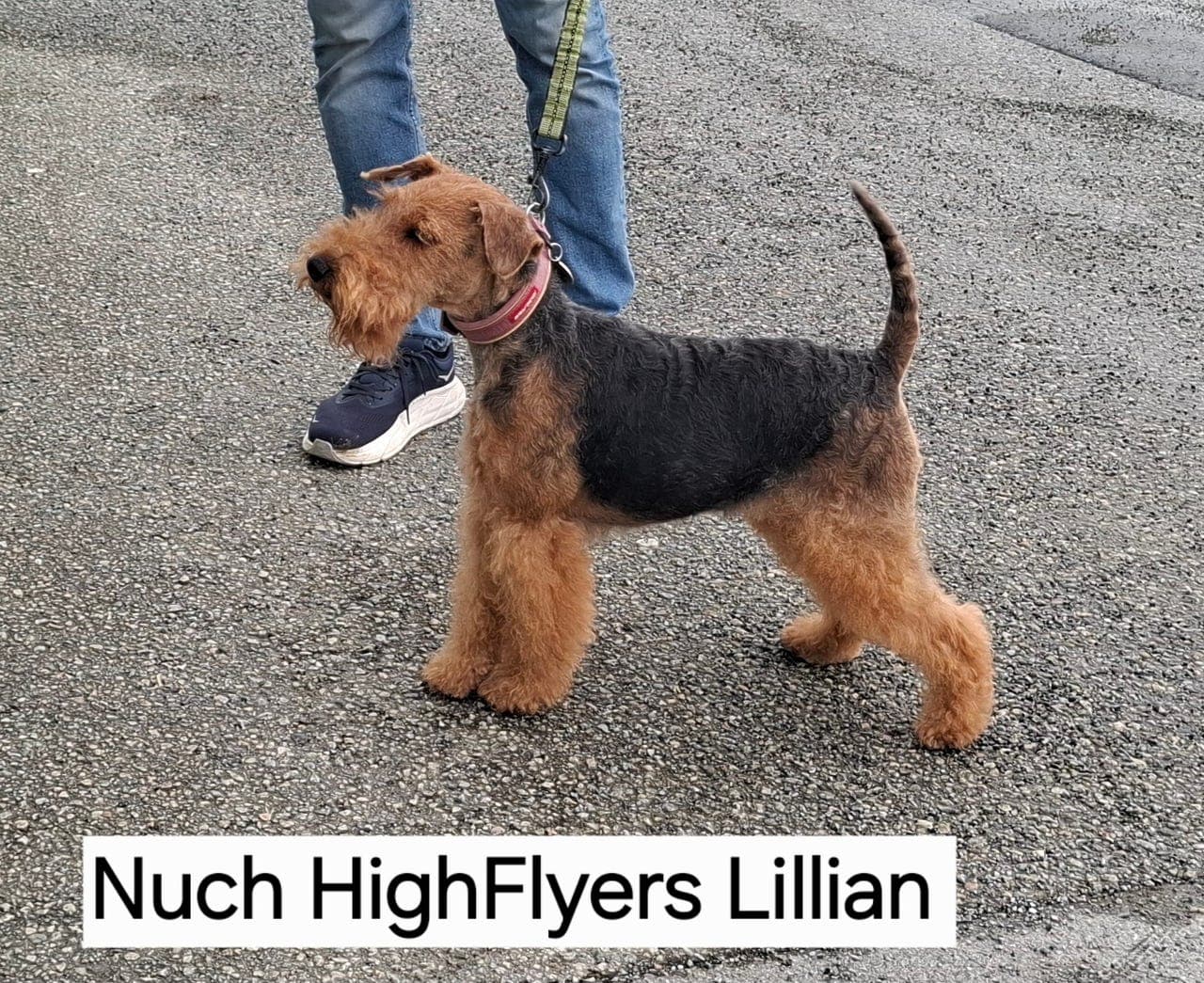 Welsh Terrier selges