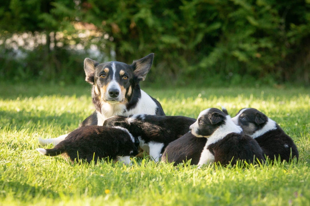 Border Collie valper