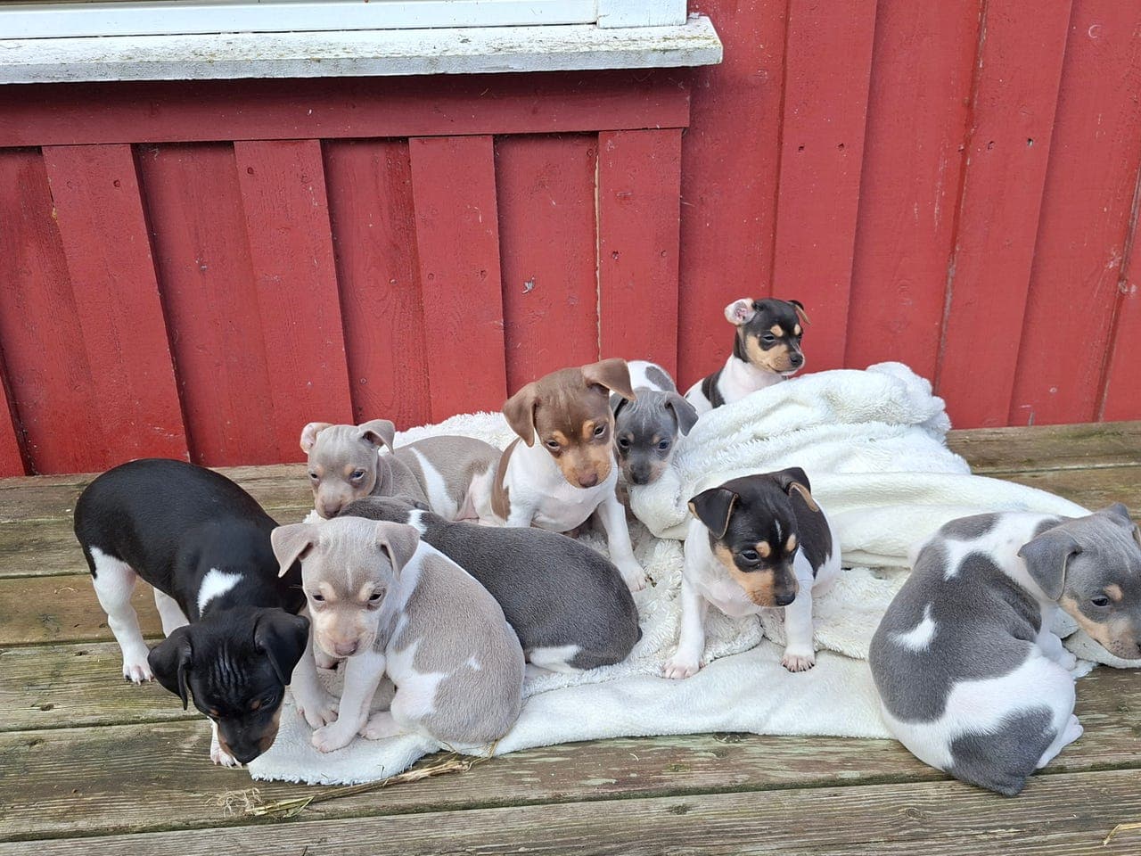 Terrier brasileirovalper❤️