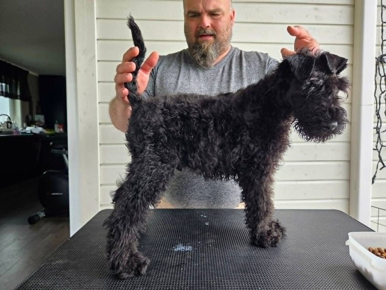 Kerry Blue Terrier