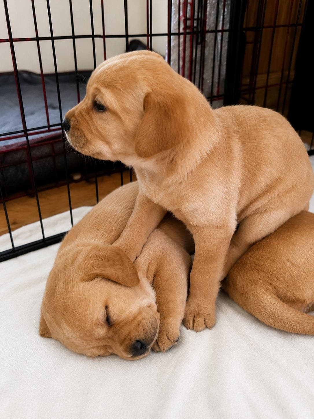 Lys brun / rev rød  Labrador Retriever valper