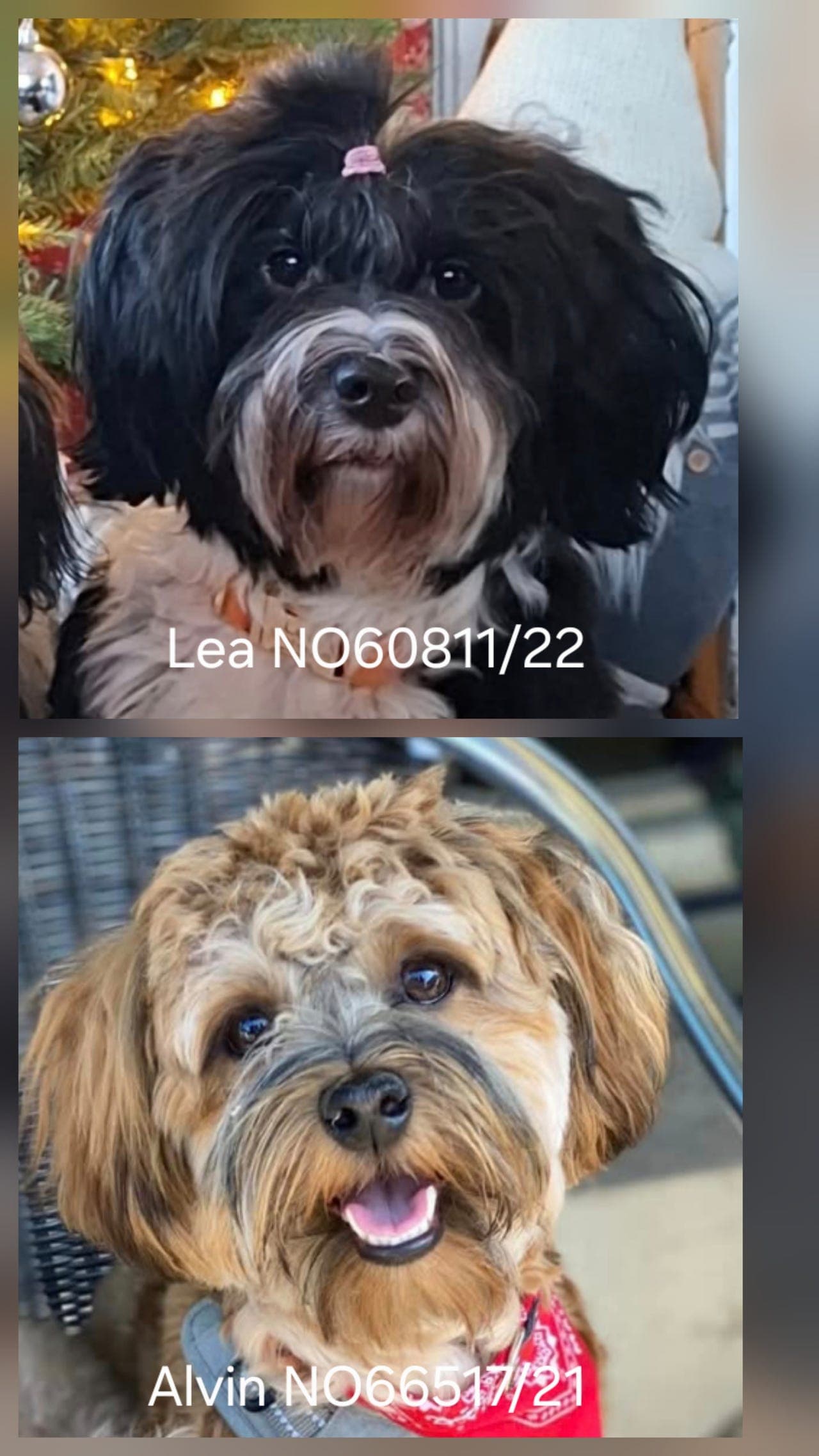 Nkk registrerte Bichon Havanais valper til salgs