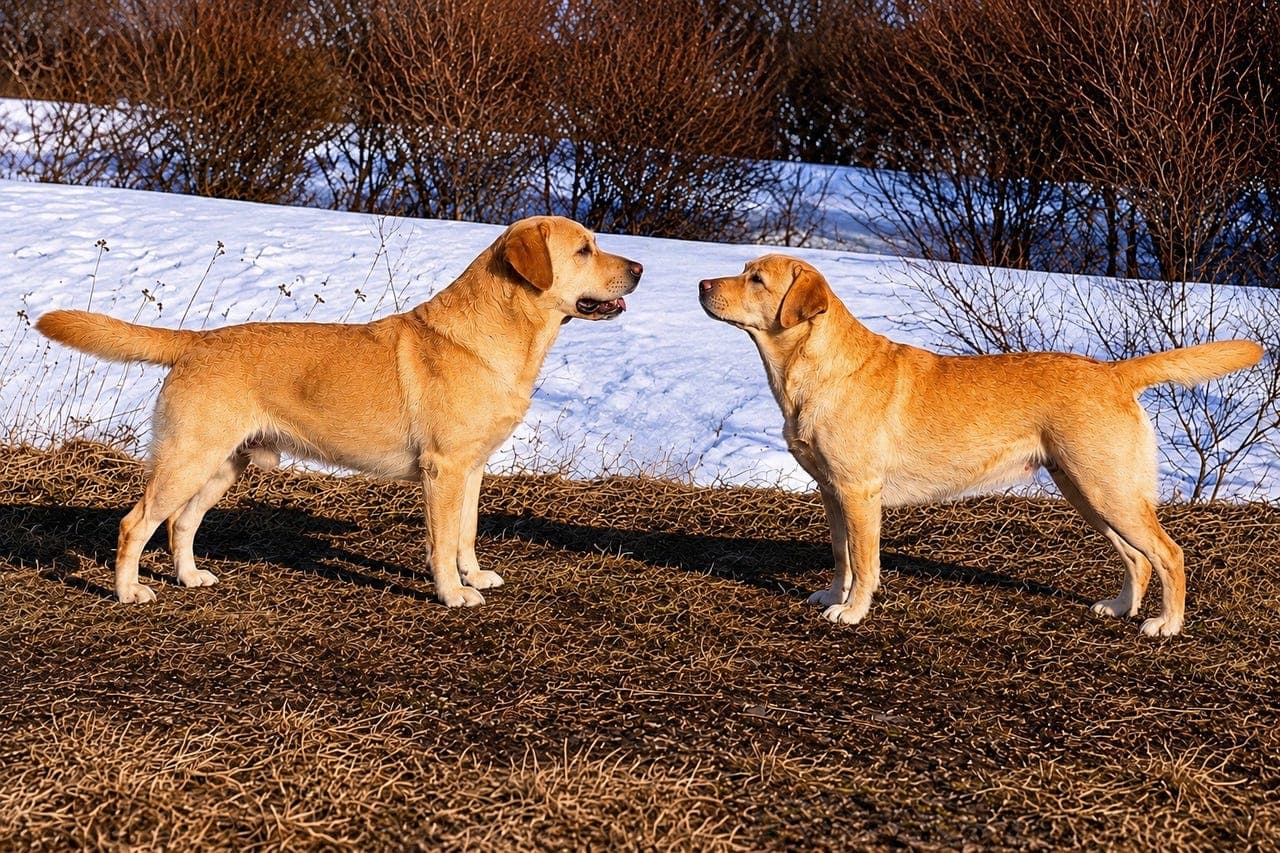 Labrador valper ventes