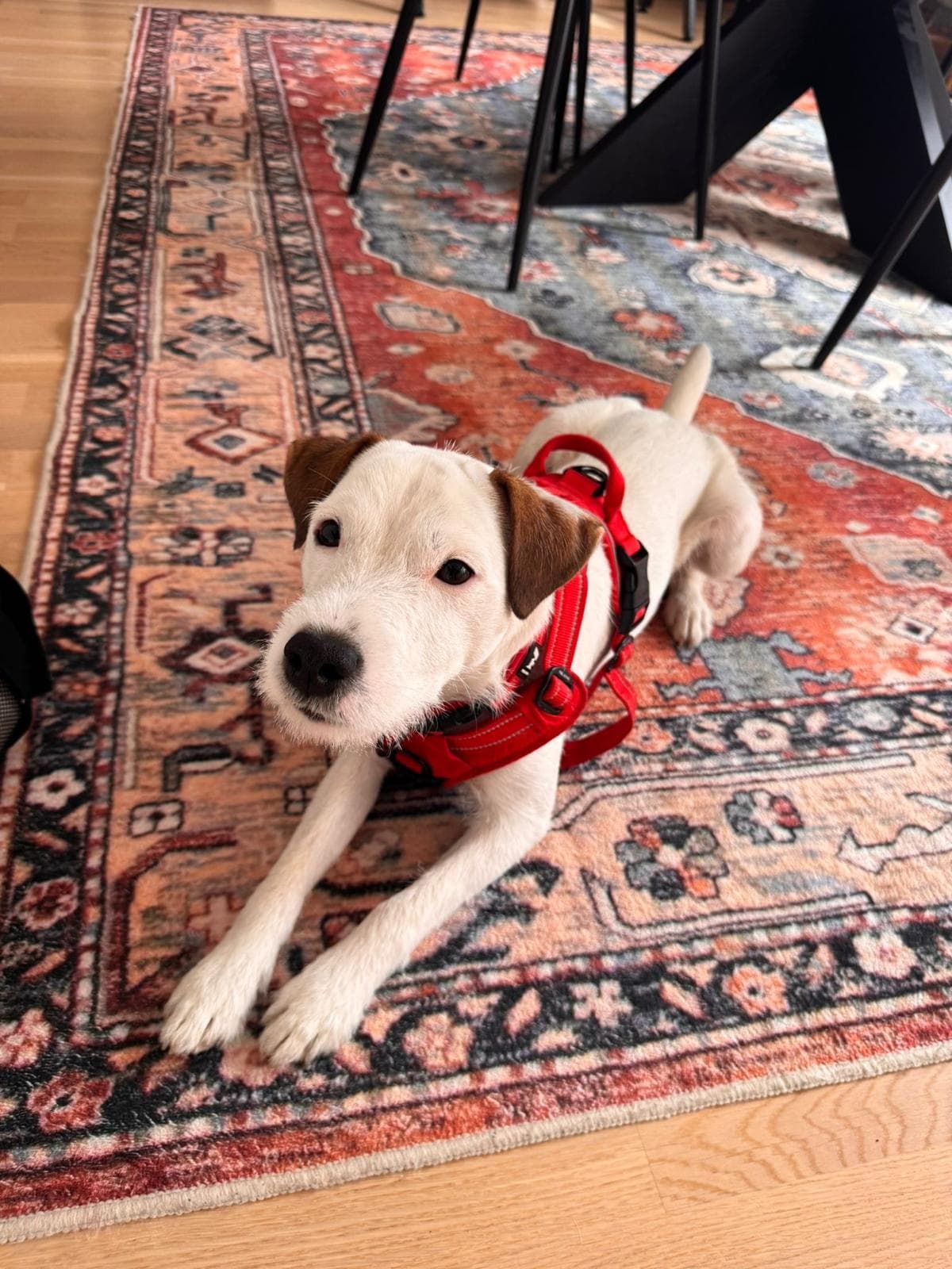 Parson Russell Terrier hann søker nytt hjem
