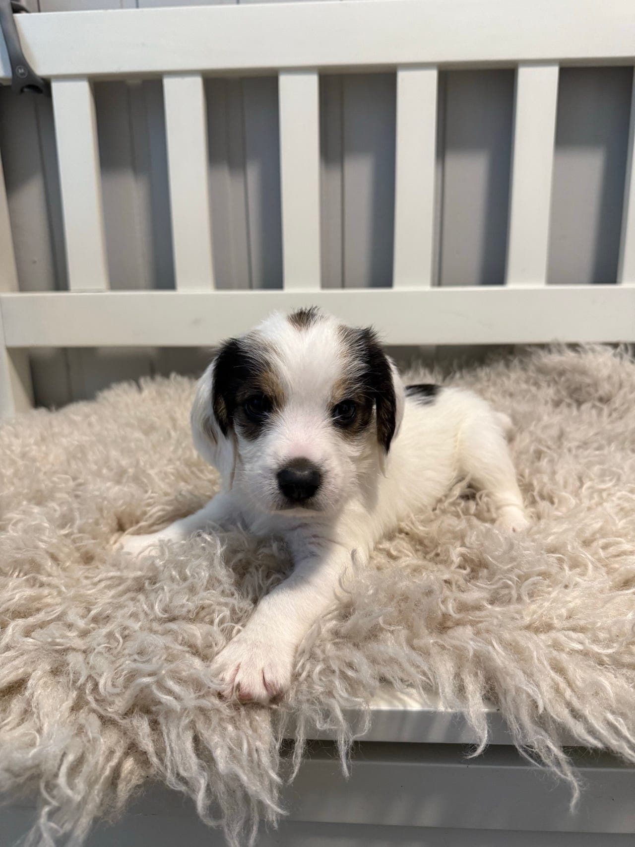 Petit Basset Griffon valp leverings klare 29.07.26