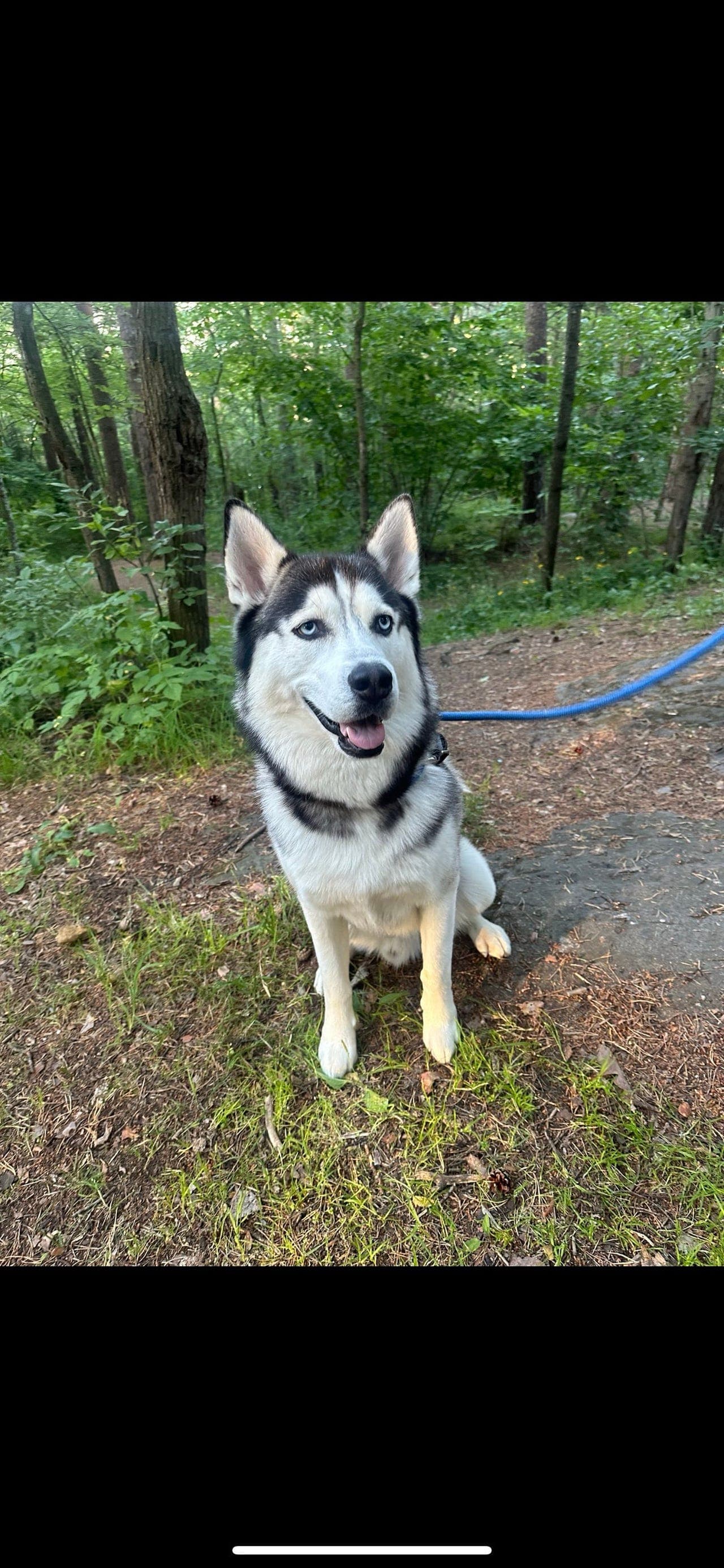 Flott Siberian Husky hannhund, 2 år, søker nytt hjem