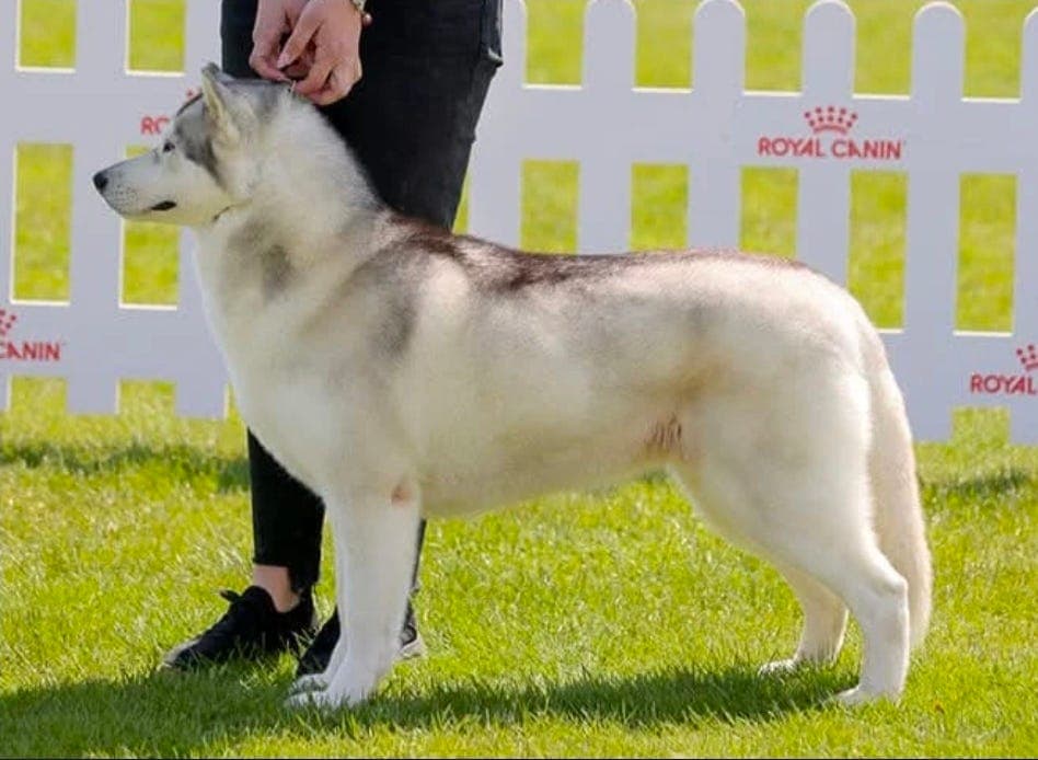 Siberian Husky tispe